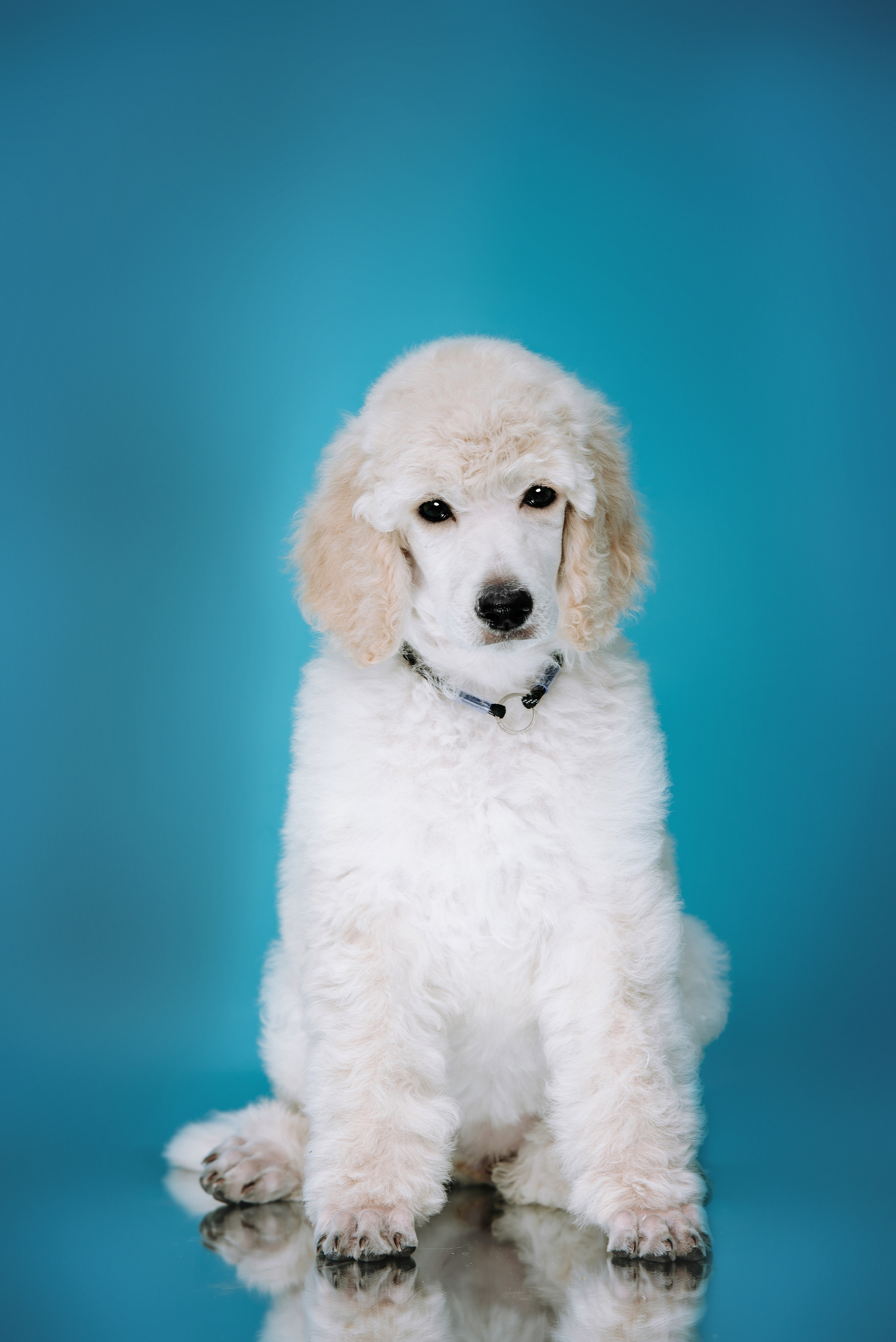 Большой королевский пудель. Фотограф Диана Оленина Красноярск / Братск