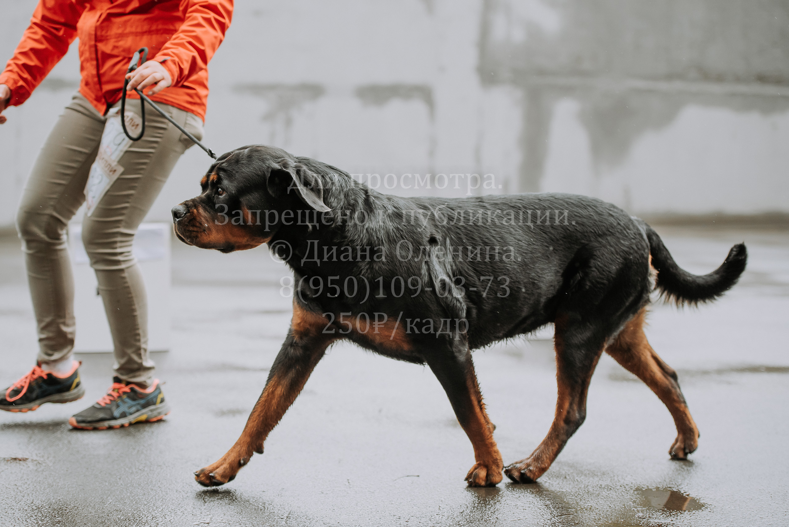 Выставка собак Братск 3 сентября 2022 Фаворит. Фотограф Диана Оленина Красноярск / Братск