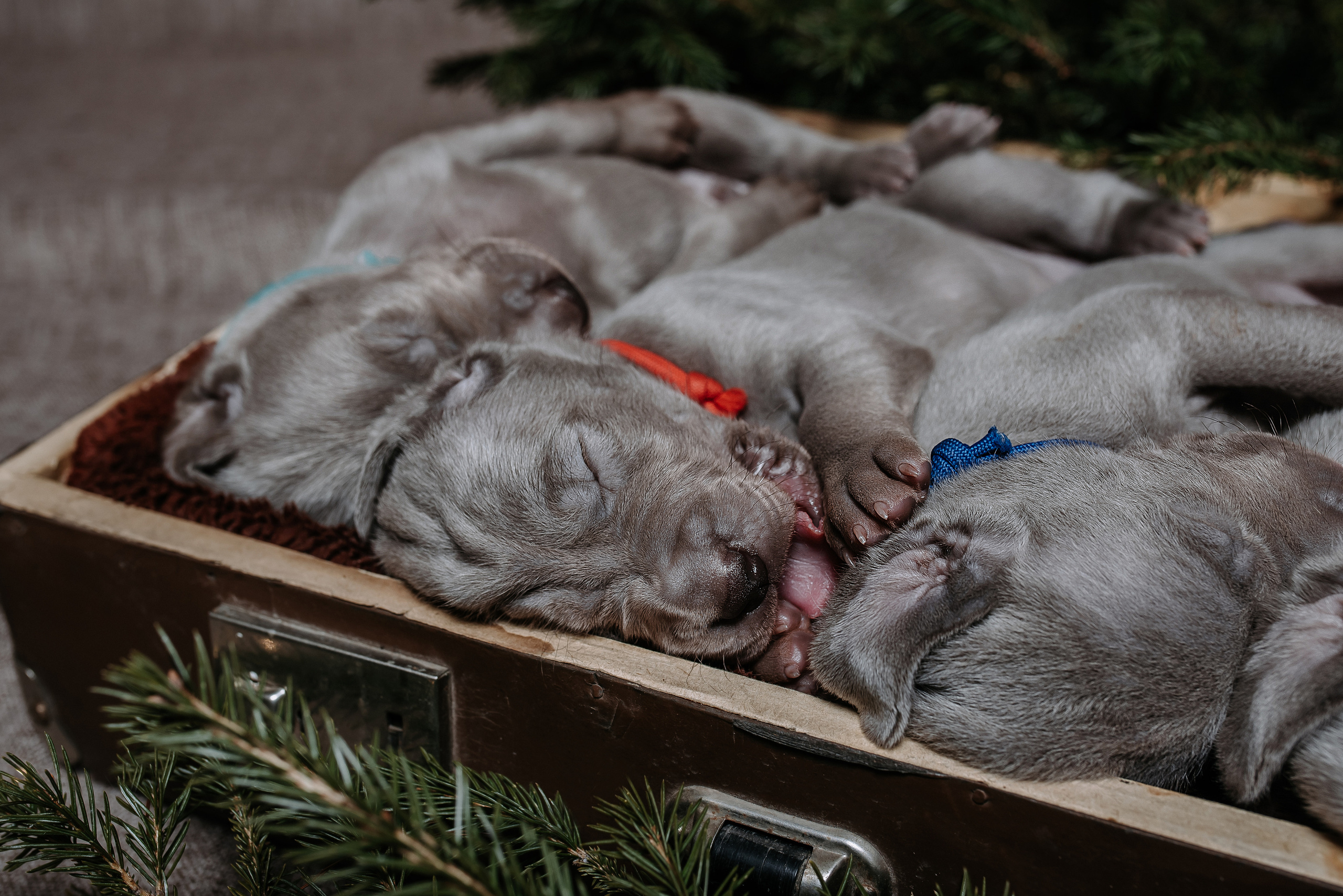 Веймарские легавые. Фотограф Диана Оленина Красноярск / Братск