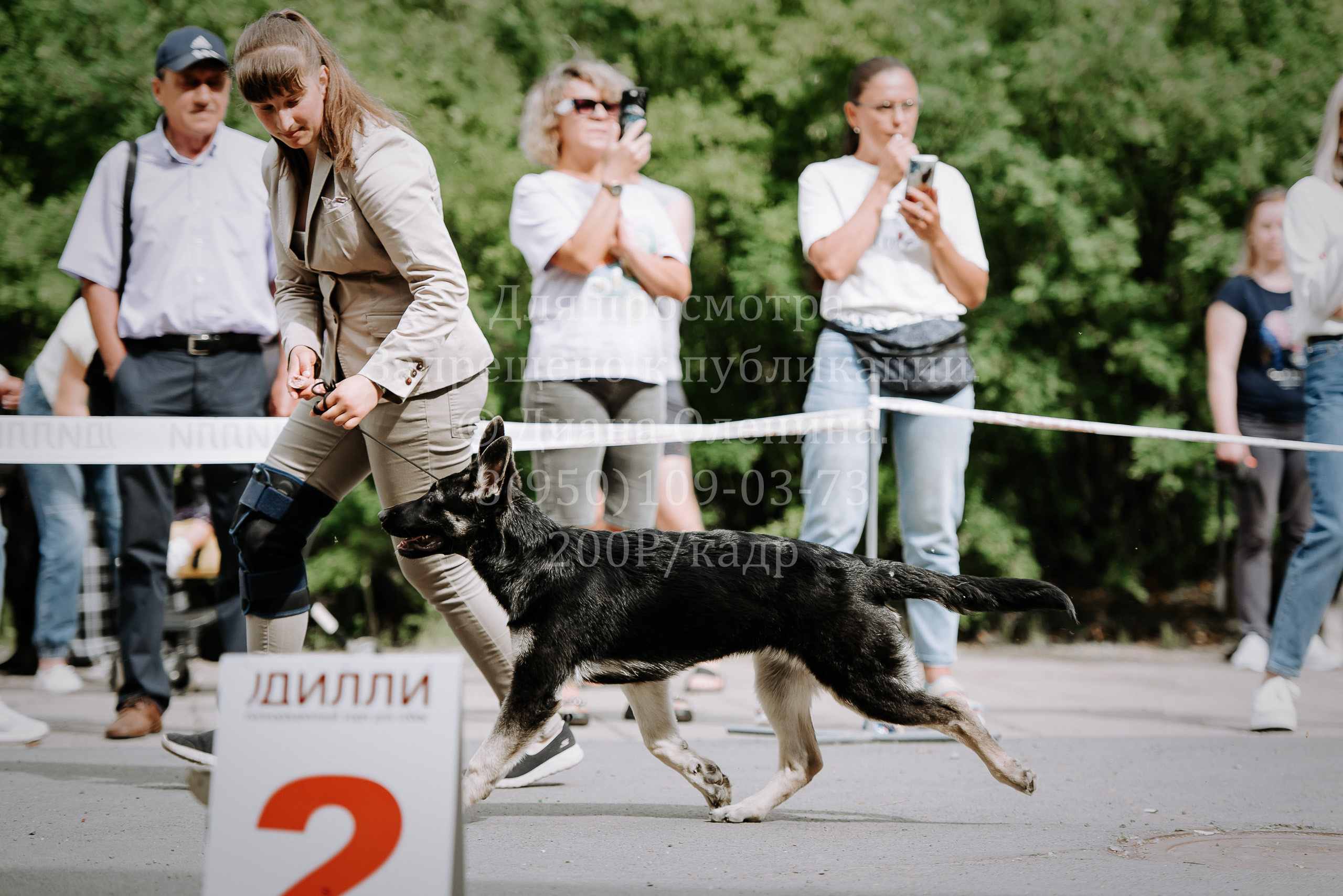 25 июня 2022 г. Братск БГОО КЛС Континенталь. Выставка собак. Фотограф Диана Оленина Красноярск / Братск