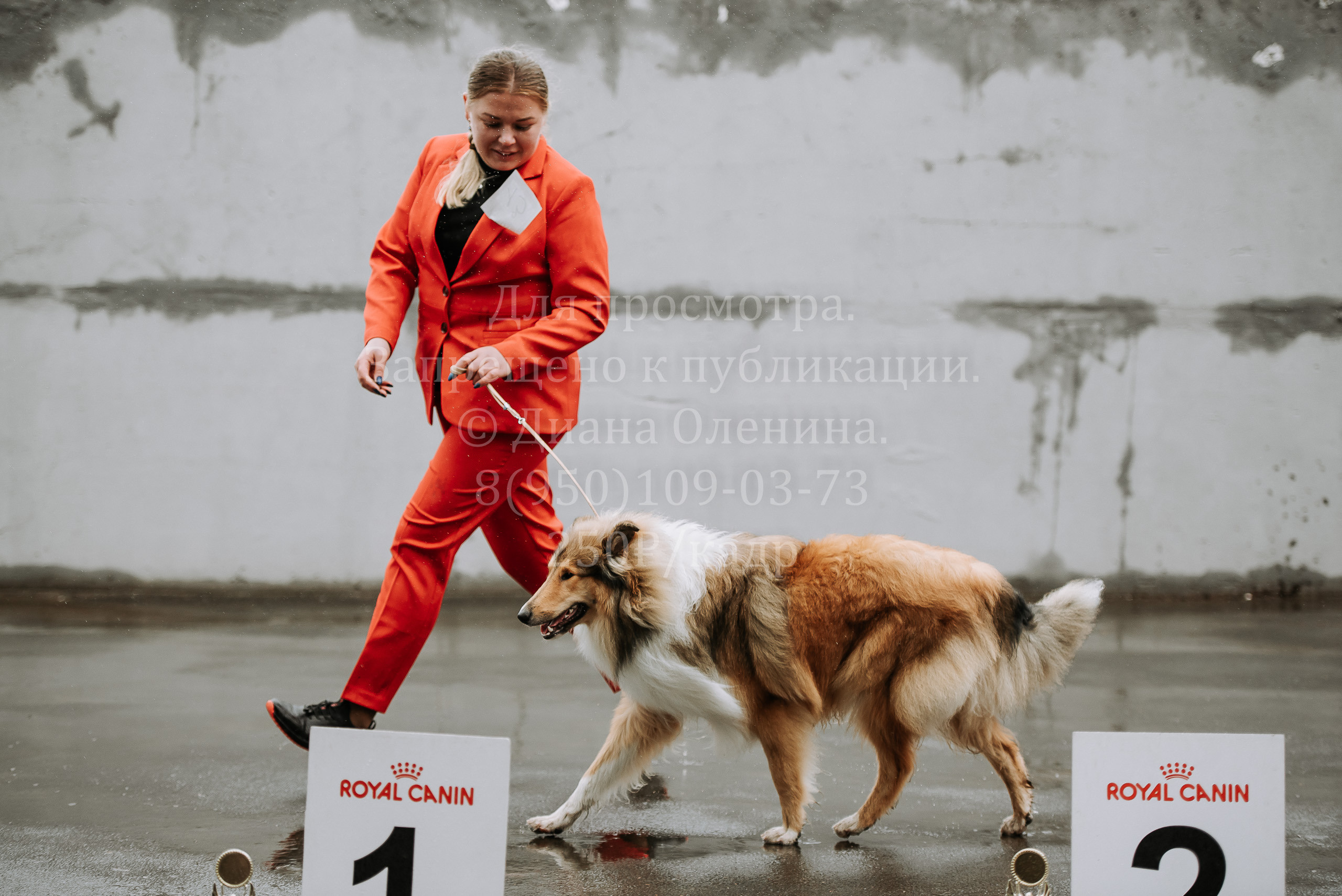 Выставка собак Братск 3 сентября 2022 Фаворит. Фотограф Диана Оленина Красноярск / Братск
