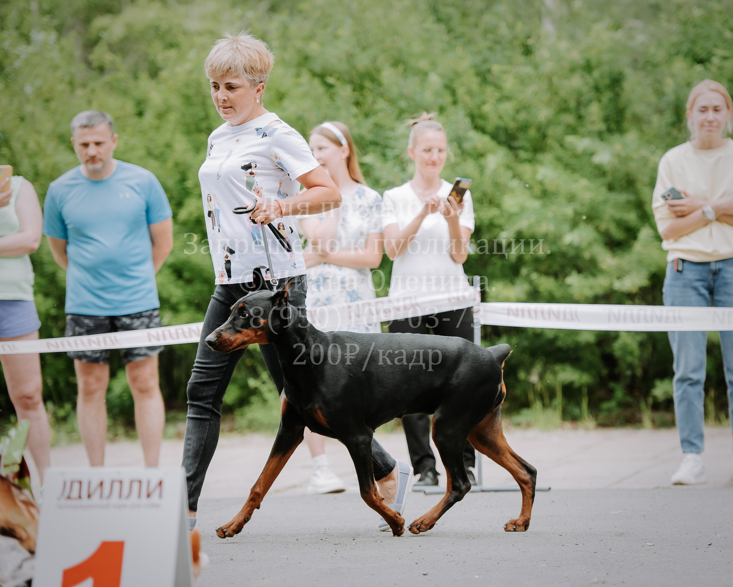 25 июня 2022 г. Братск БГОО КЛС Континенталь. Выставка собак. Фотограф Диана Оленина Красноярск / Братск