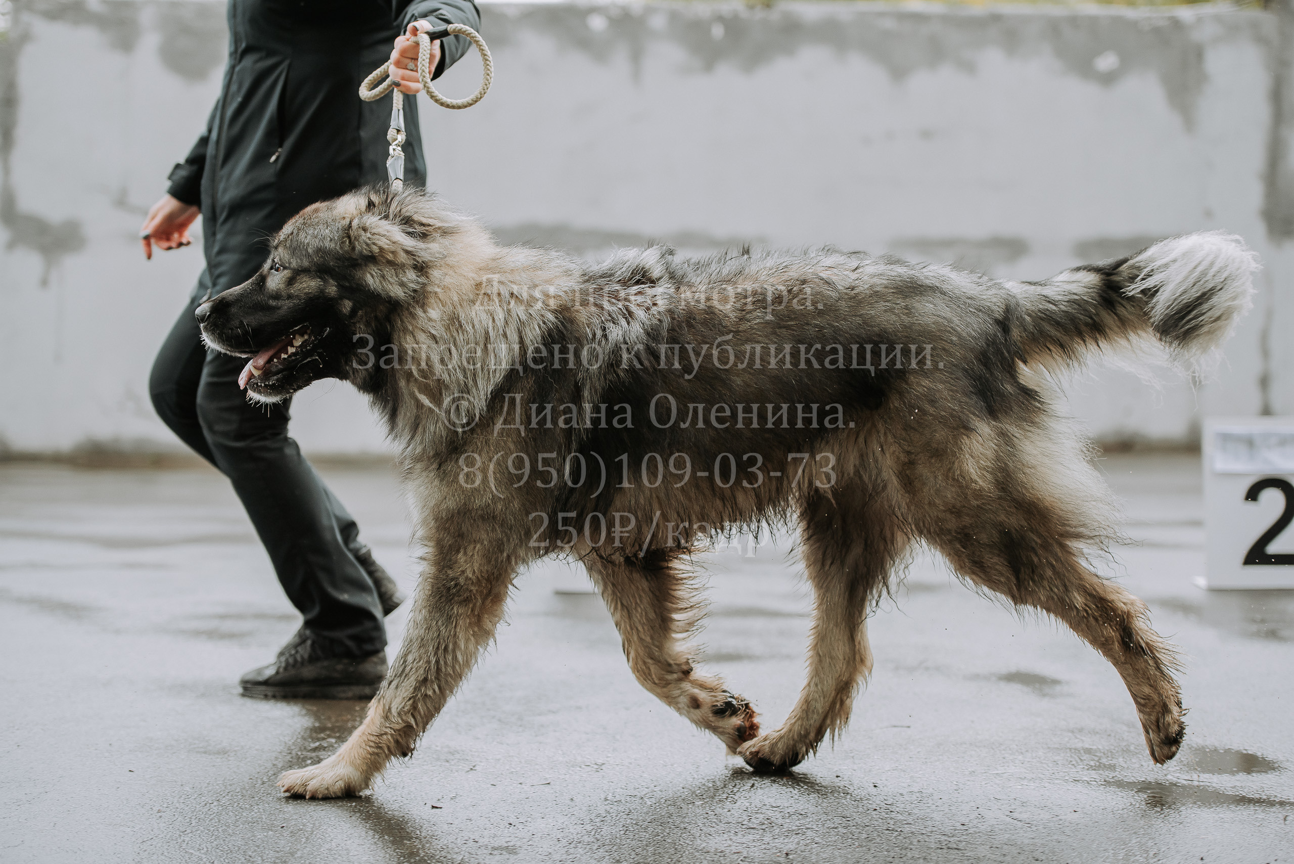 Выставка собак Братск 3 сентября 2022 Фаворит. Фотограф Диана Оленина Красноярск / Братск