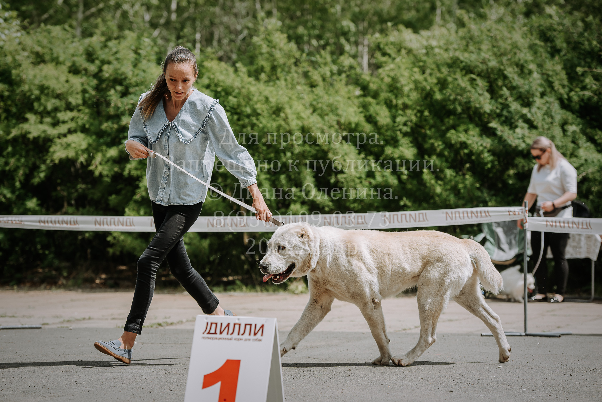 25 июня 2022 г. Братск БГОО КЛС Континенталь. Выставка собак. Фотограф Диана Оленина Красноярск / Братск