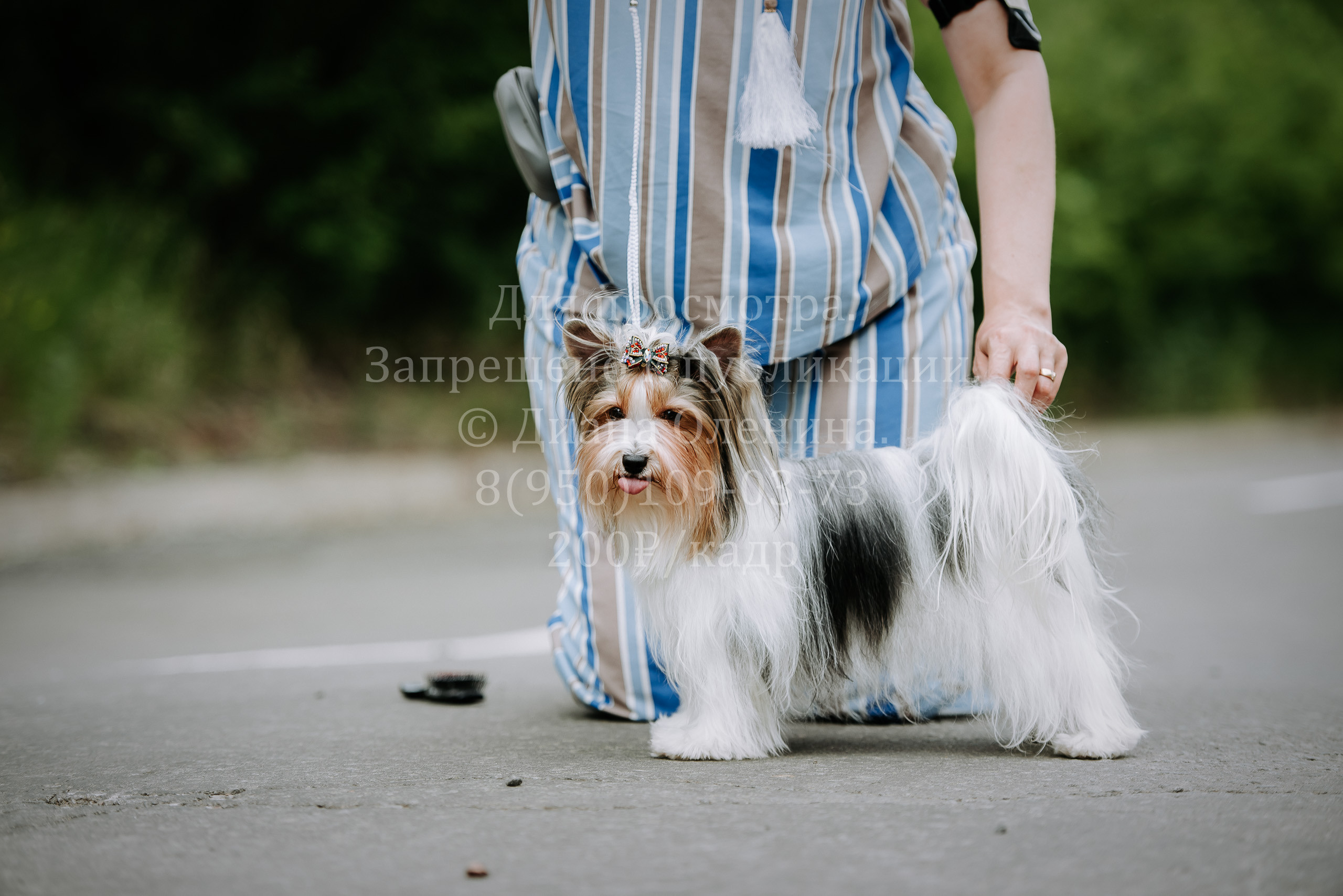 25 июня 2022 г. Братск БГОО КЛС Континенталь. Выставка собак. Фотограф Диана Оленина Красноярск / Братск