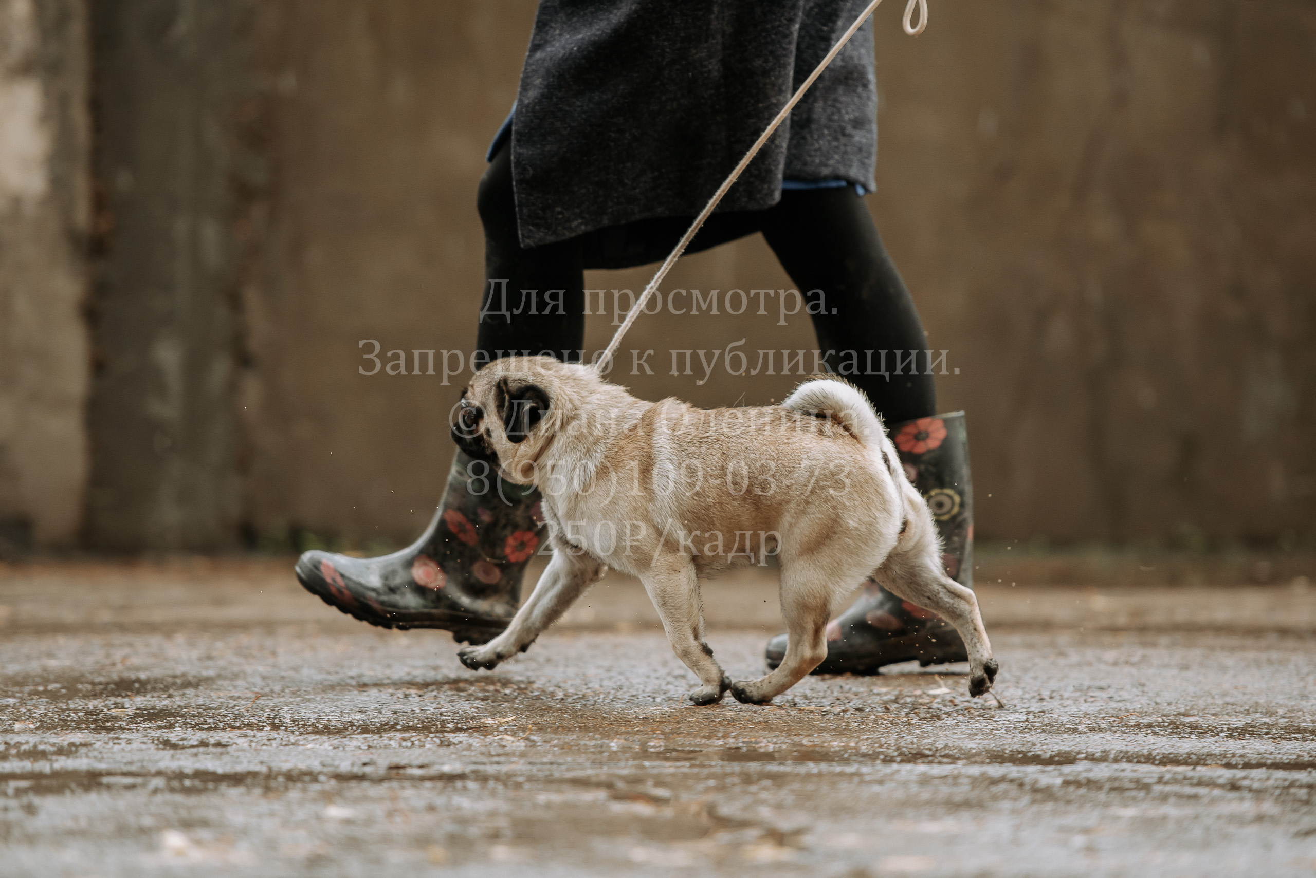 Выставка собак Братск 3 сентября 2022 Фаворит. Фотограф Диана Оленина Красноярск / Братск