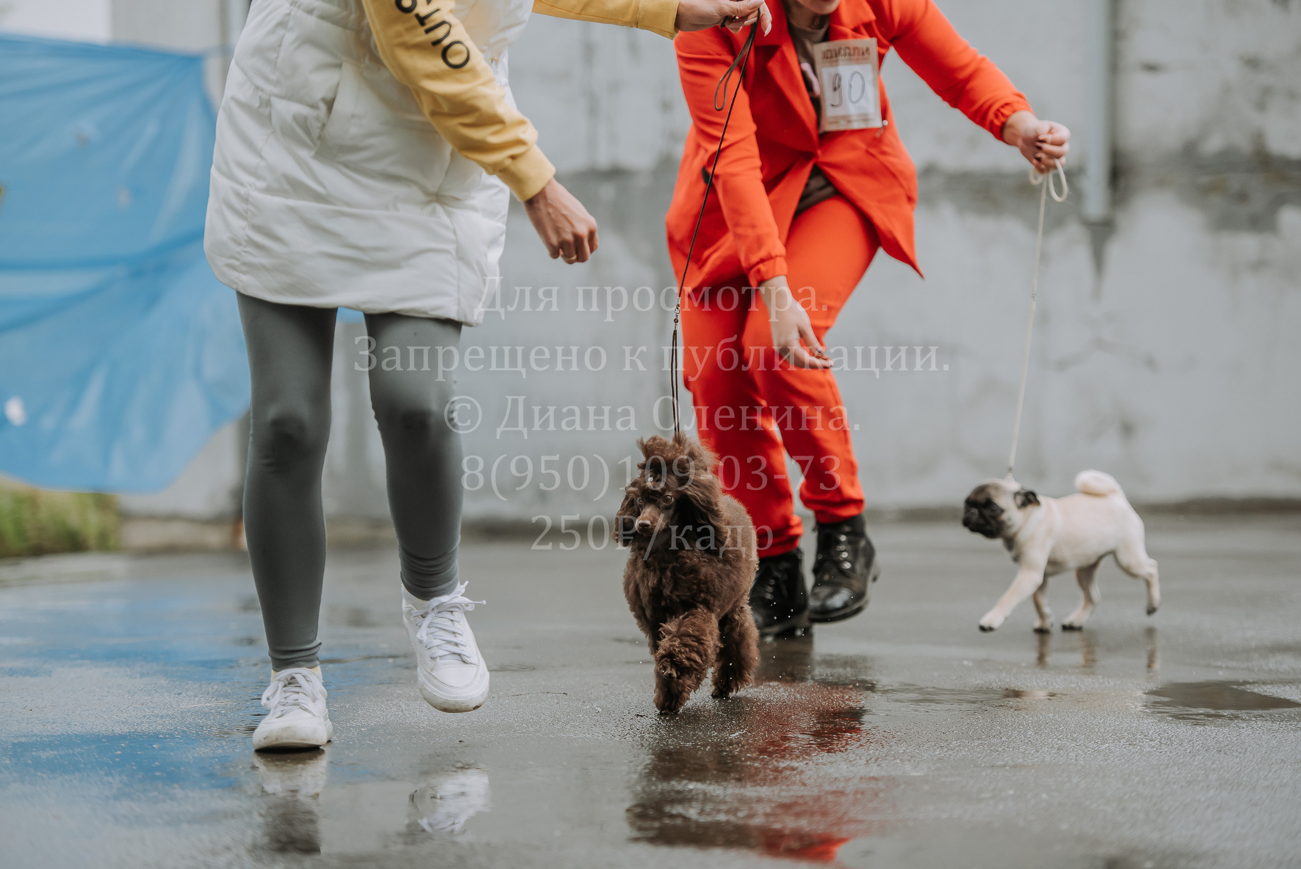 Выставка собак Братск 3 сентября 2022 Фаворит. Фотограф Диана Оленина Красноярск / Братск