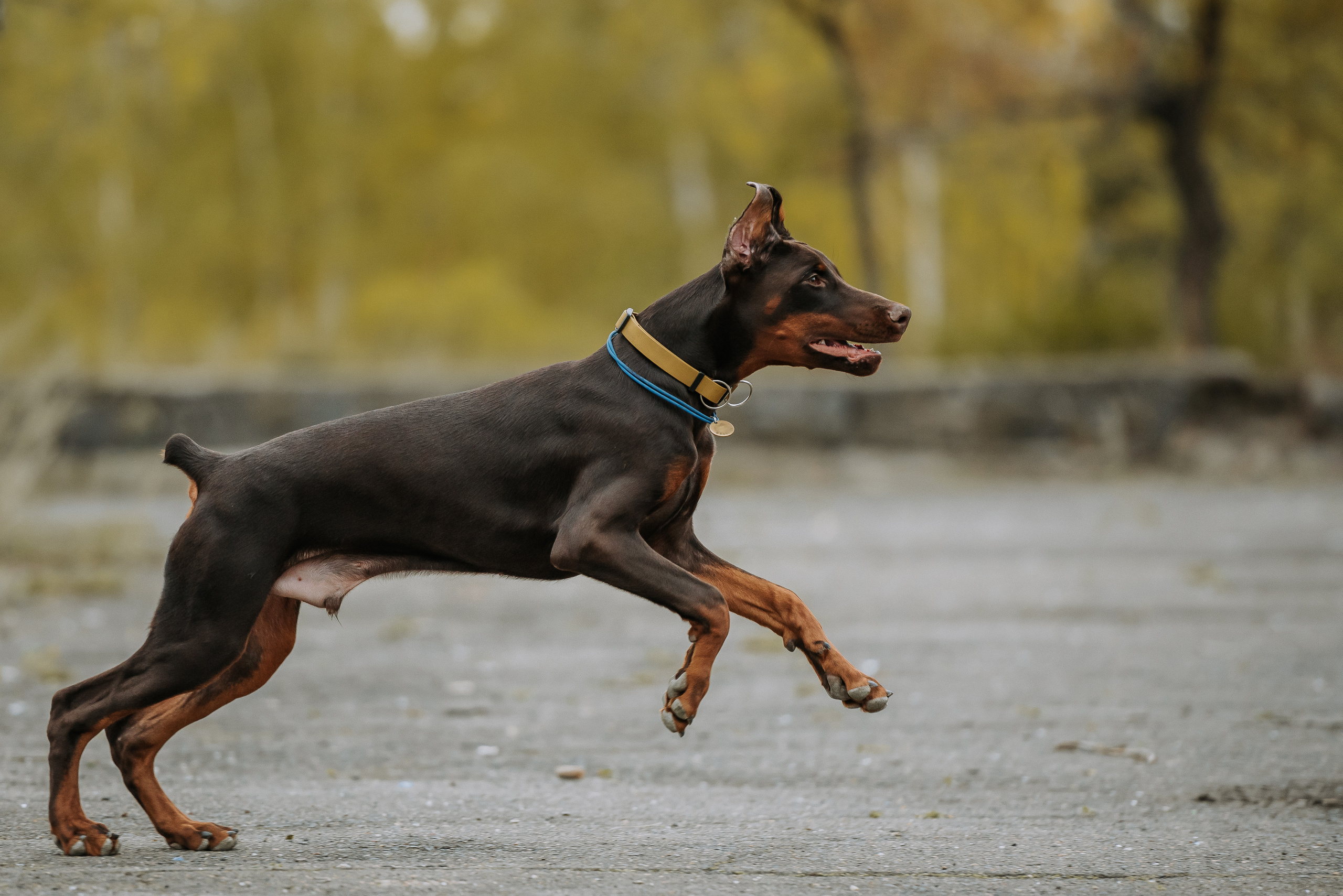 Натали&Евгений и Юстос. Фотограф Диана Оленина Красноярск / Братск