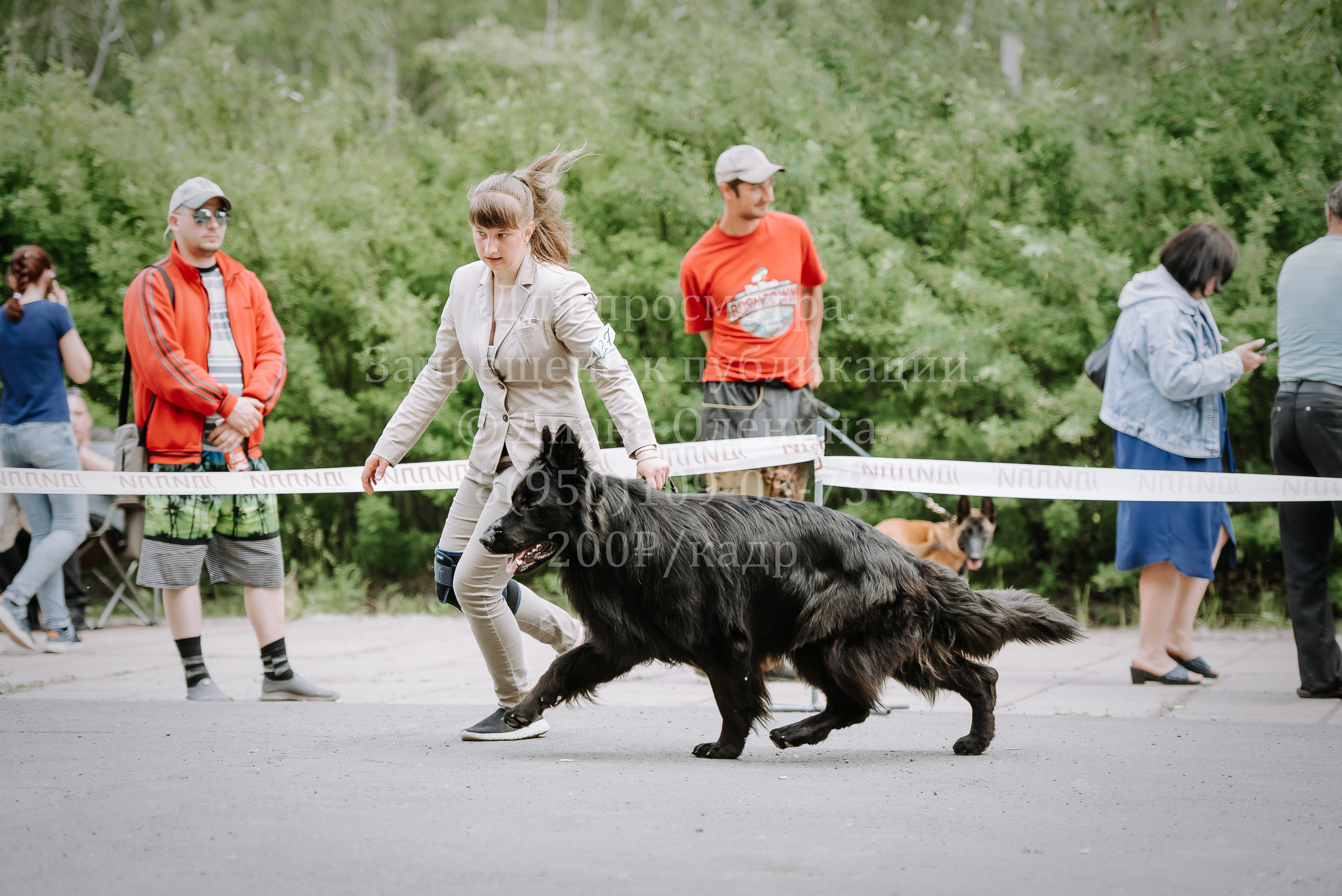 25 июня 2022 г. Братск БГОО КЛС Континенталь. Выставка собак. Фотограф Диана Оленина Красноярск / Братск