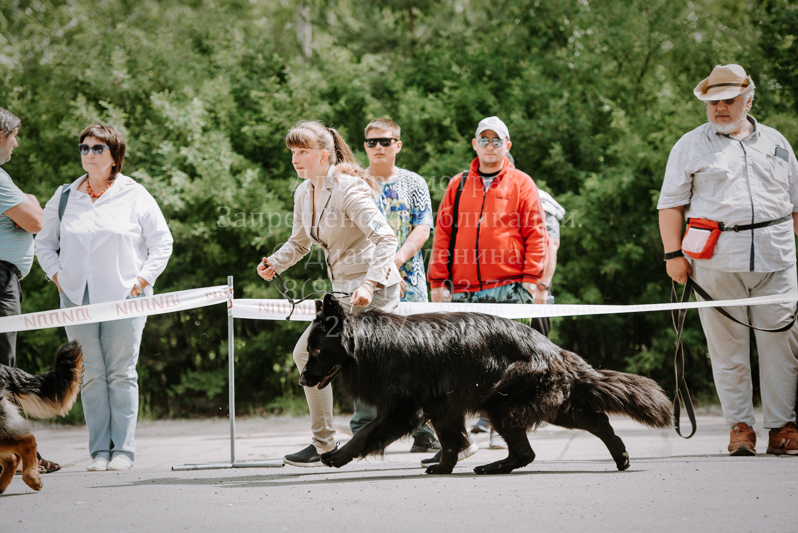 25 июня 2022 г. Братск БГОО КЛС Континенталь. Выставка собак. Фотограф Диана Оленина Красноярск / Братск