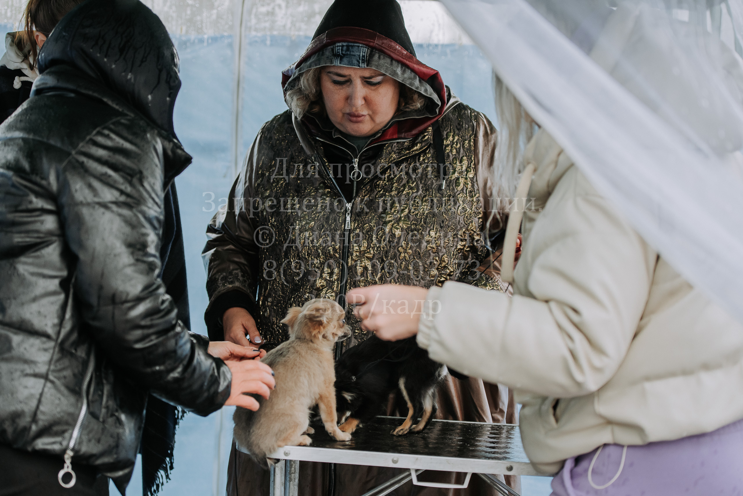 Выставка собак Братск 3 сентября 2022 Фаворит. Фотограф Диана Оленина Красноярск / Братск