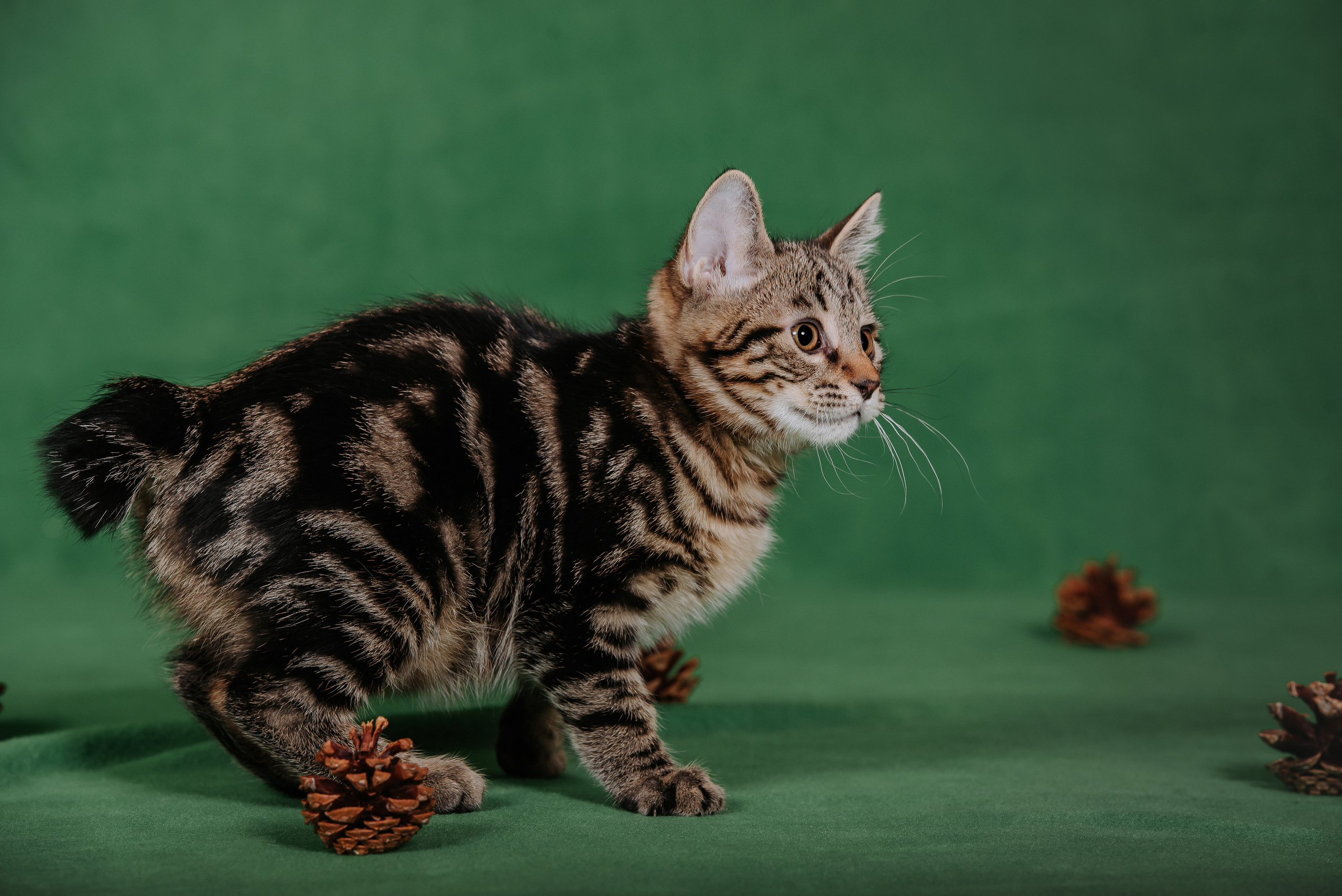 Курильский бобтейл. Фотограф Диана Оленина Красноярск / Братск