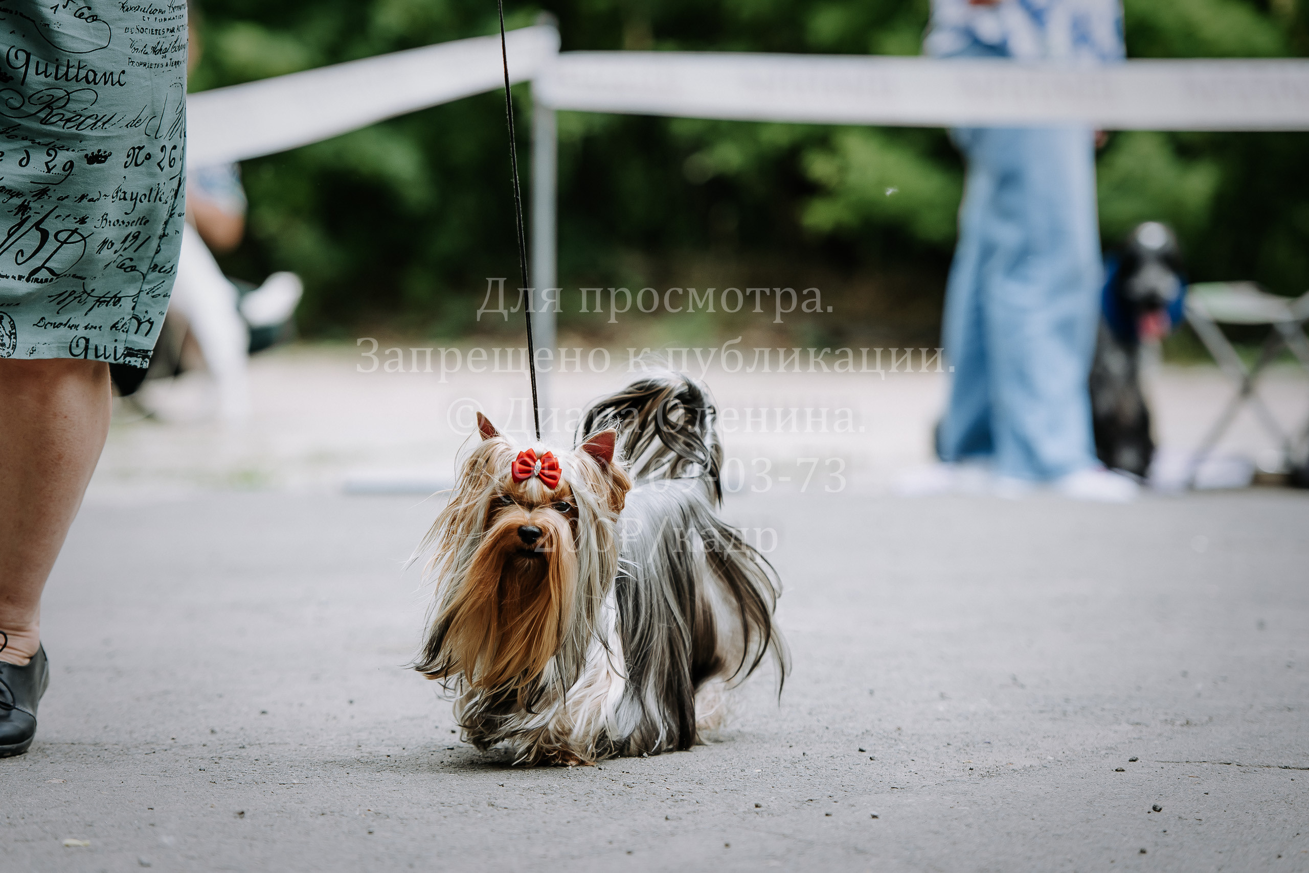 25 июня 2022 г. Братск БГОО КЛС Континенталь. Выставка собак. Фотограф Диана Оленина Красноярск / Братск