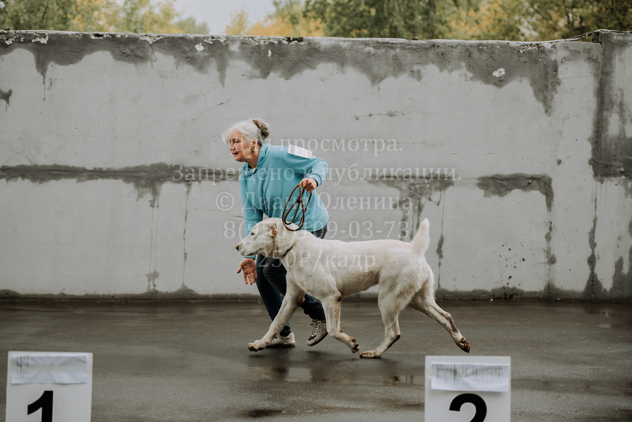Выставка собак Братск 3 сентября 2022 Фаворит. Фотограф Диана Оленина Красноярск / Братск