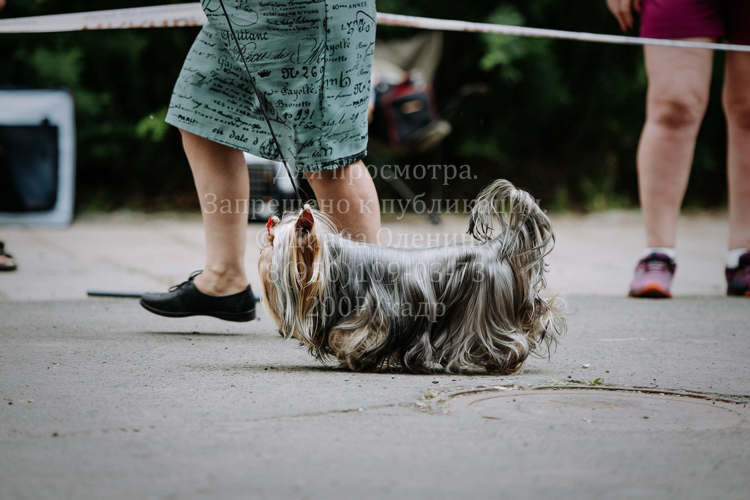 25 июня 2022 г. Братск БГОО КЛС Континенталь. Выставка собак. Фотограф Диана Оленина Красноярск / Братск