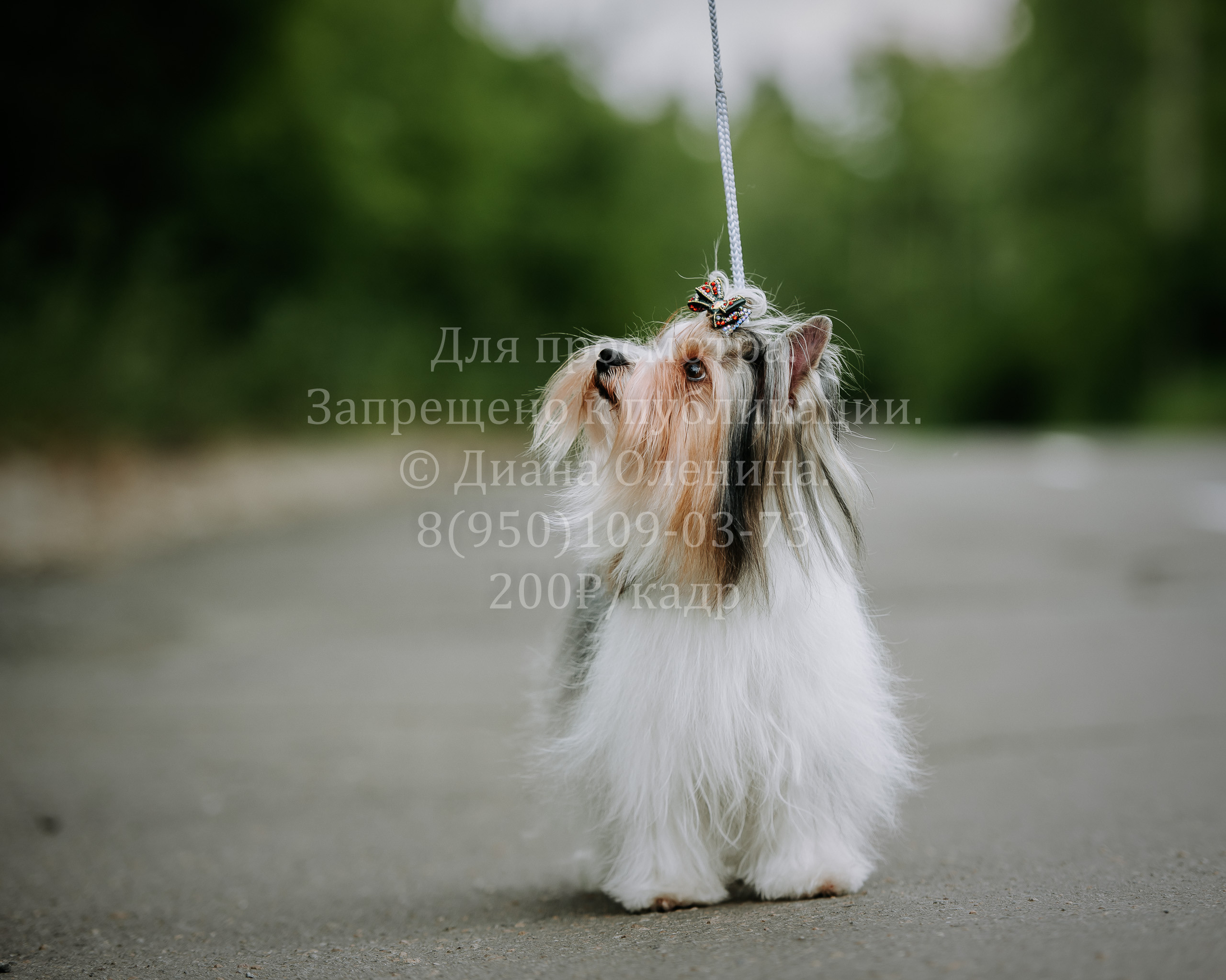 25 июня 2022 г. Братск БГОО КЛС Континенталь. Выставка собак. Фотограф Диана Оленина Красноярск / Братск