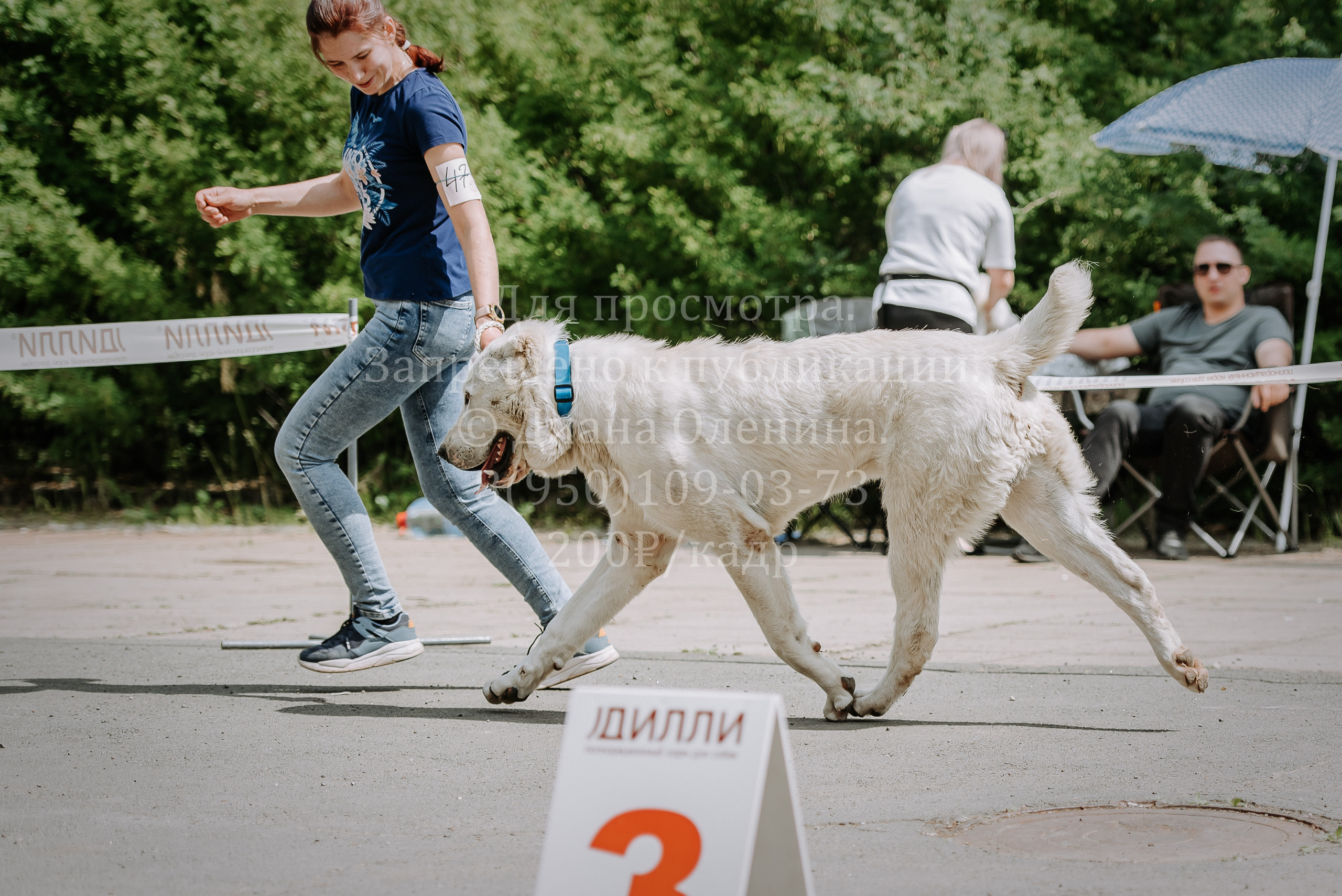 25 июня 2022 г. Братск БГОО КЛС Континенталь. Выставка собак. Фотограф Диана Оленина Красноярск / Братск