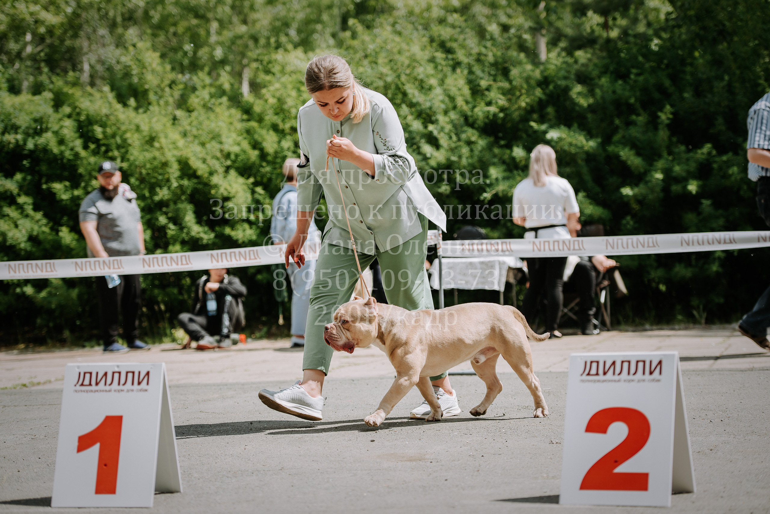25 июня 2022 г. Братск БГОО КЛС Континенталь. Выставка собак. Фотограф Диана Оленина Красноярск / Братск