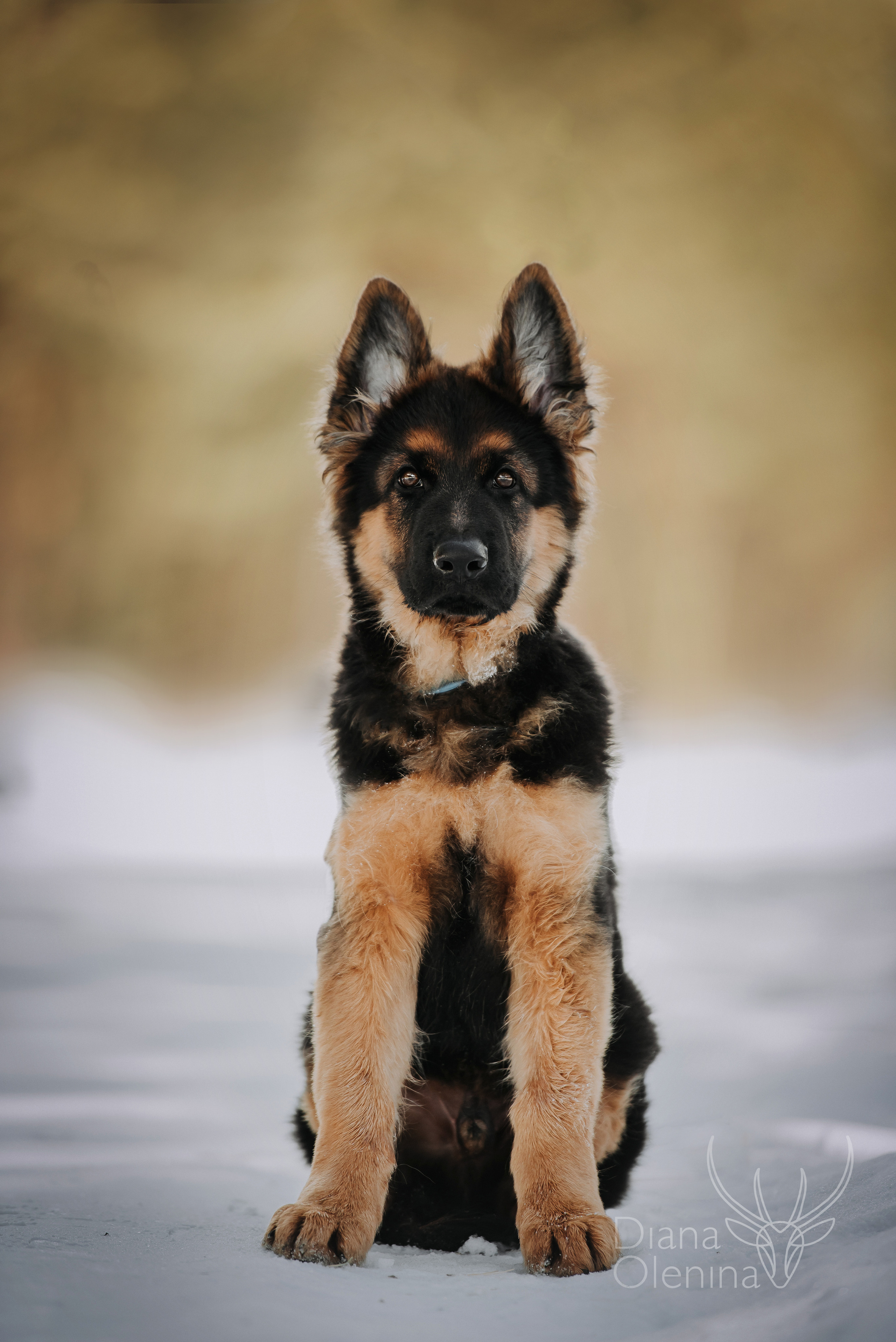 Немецкие овчарки. Фотограф Диана Оленина Красноярск / Братск