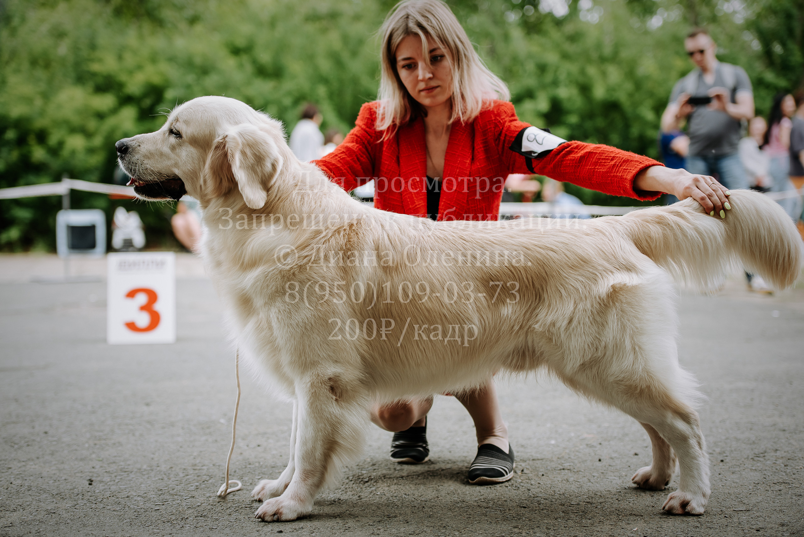 25 июня 2022 г. Братск БГОО КЛС Континенталь. Выставка собак. Фотограф Диана Оленина Красноярск / Братск