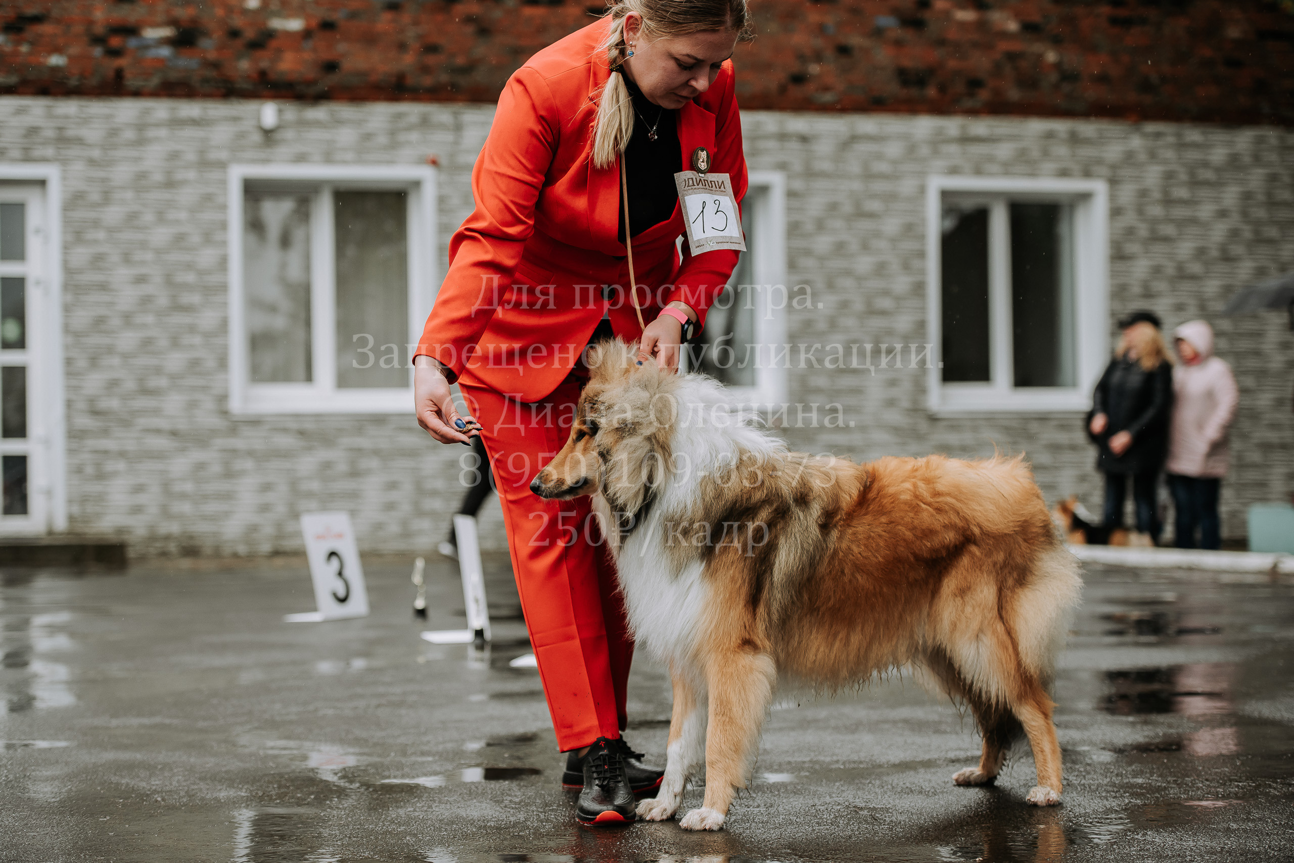Выставка собак Братск 3 сентября 2022 Фаворит. Фотограф Диана Оленина Красноярск / Братск