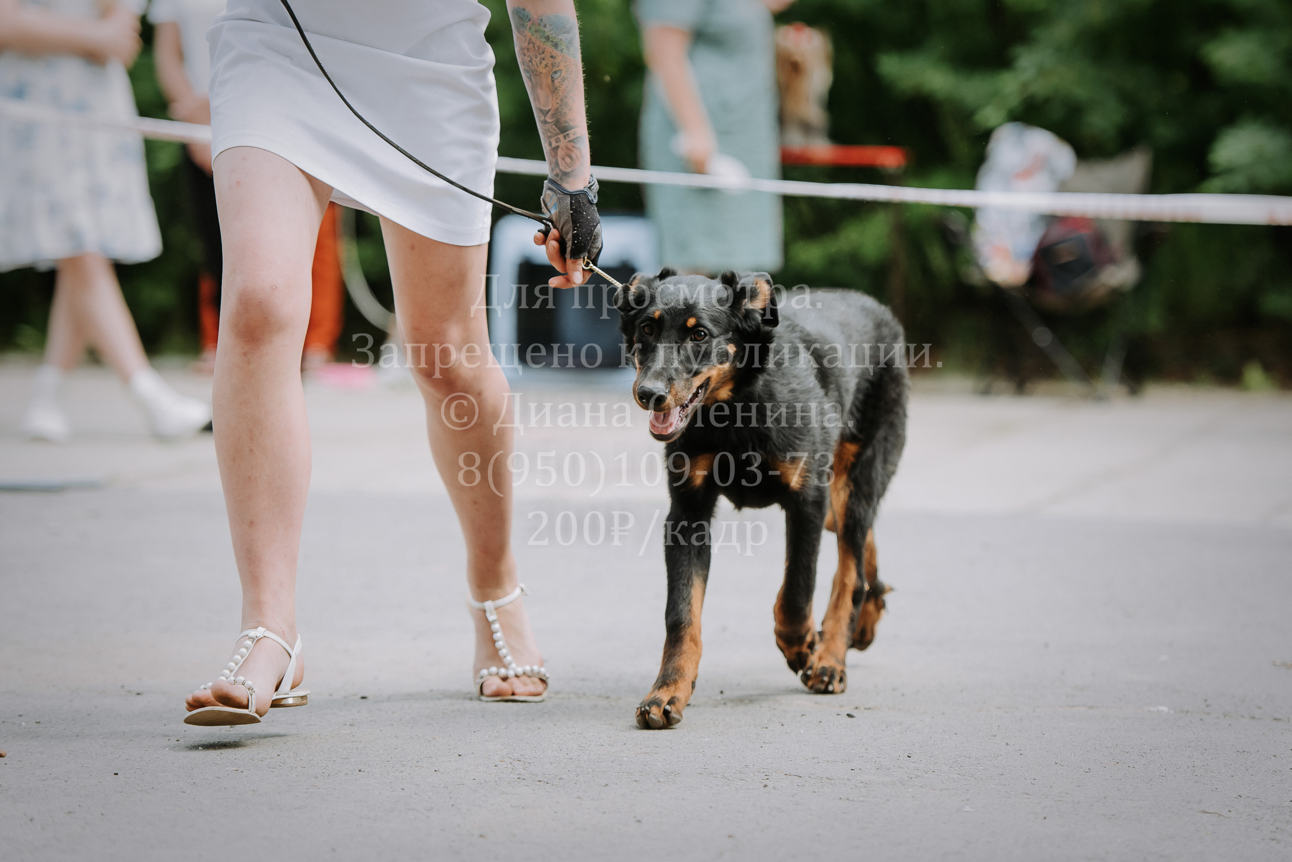 25 июня 2022 г. Братск БГОО КЛС Континенталь. Выставка собак. Фотограф Диана Оленина Красноярск / Братск