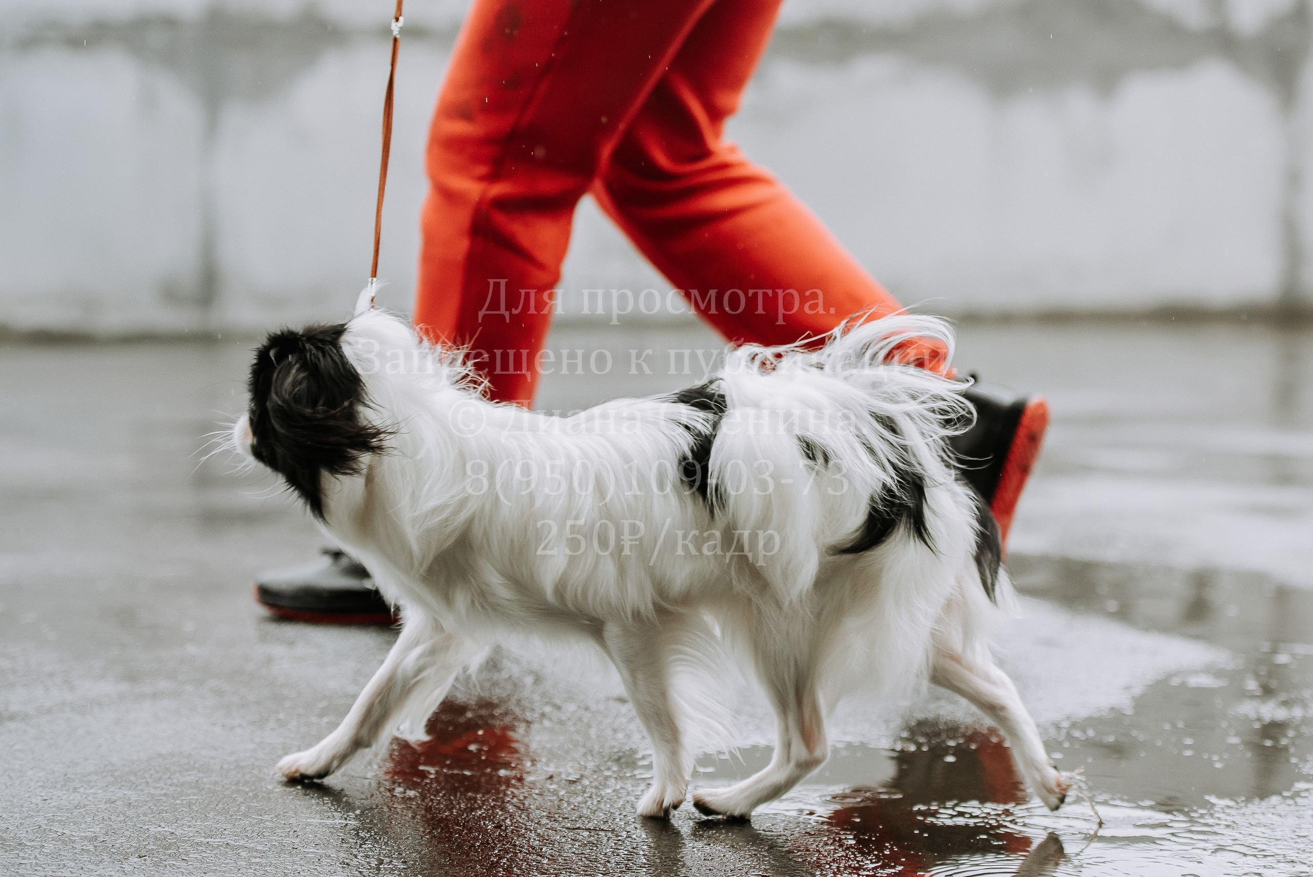 Выставка собак Братск 3 сентября 2022 Фаворит. Фотограф Диана Оленина Красноярск / Братск