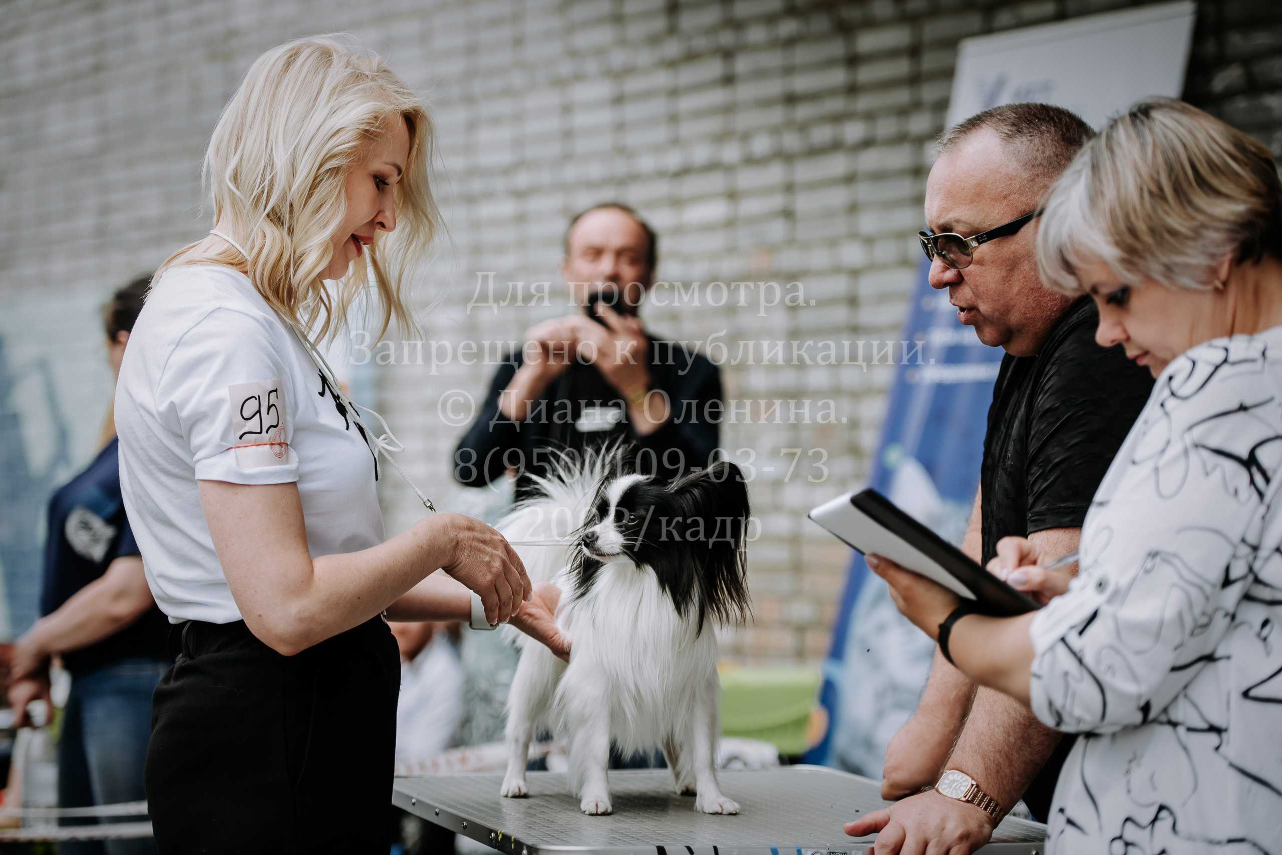 25 июня 2022 г. Братск БГОО КЛС Континенталь. Выставка собак. Фотограф Диана Оленина Красноярск / Братск