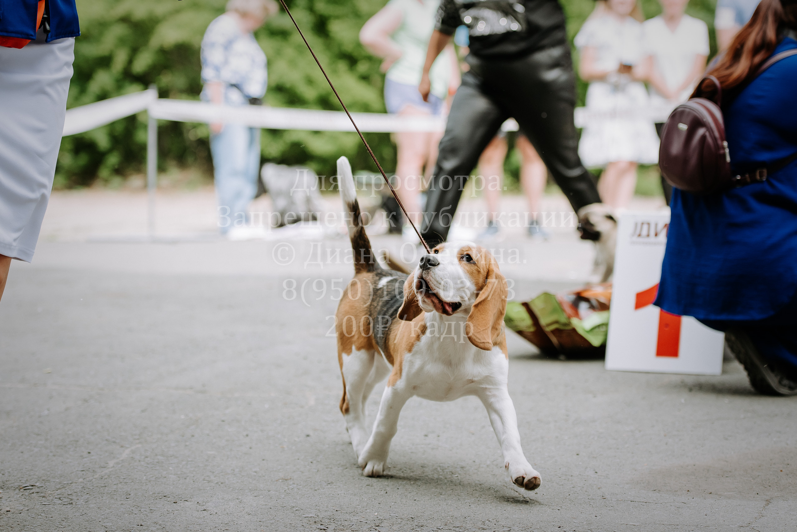 25 июня 2022 г. Братск БГОО КЛС Континенталь. Выставка собак. Фотограф Диана Оленина Красноярск / Братск