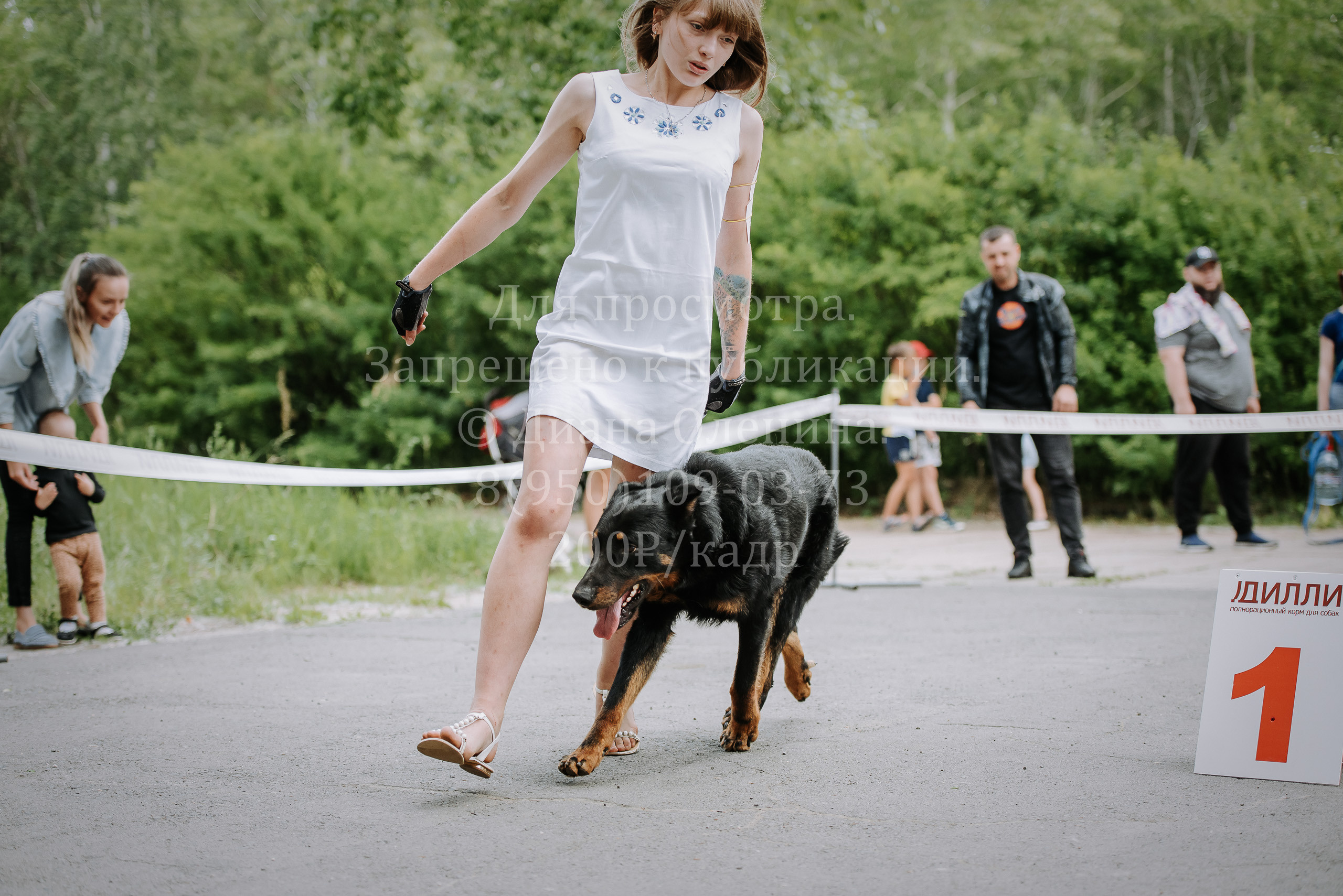 25 июня 2022 г. Братск БГОО КЛС Континенталь. Выставка собак. Фотограф Диана Оленина Красноярск / Братск