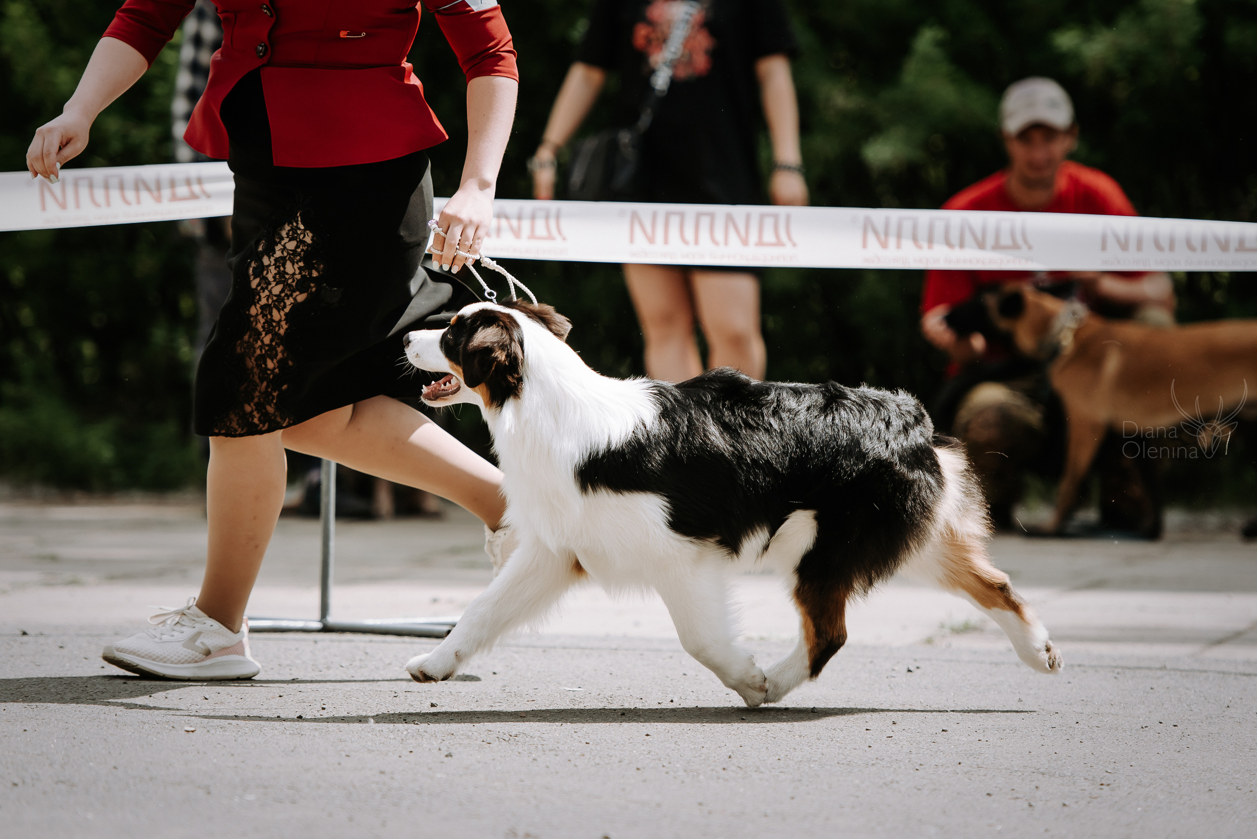25 июня 2022 г. Братск БГОО КЛС Континенталь. Выставка собак. Фотограф Диана Оленина Красноярск / Братск
