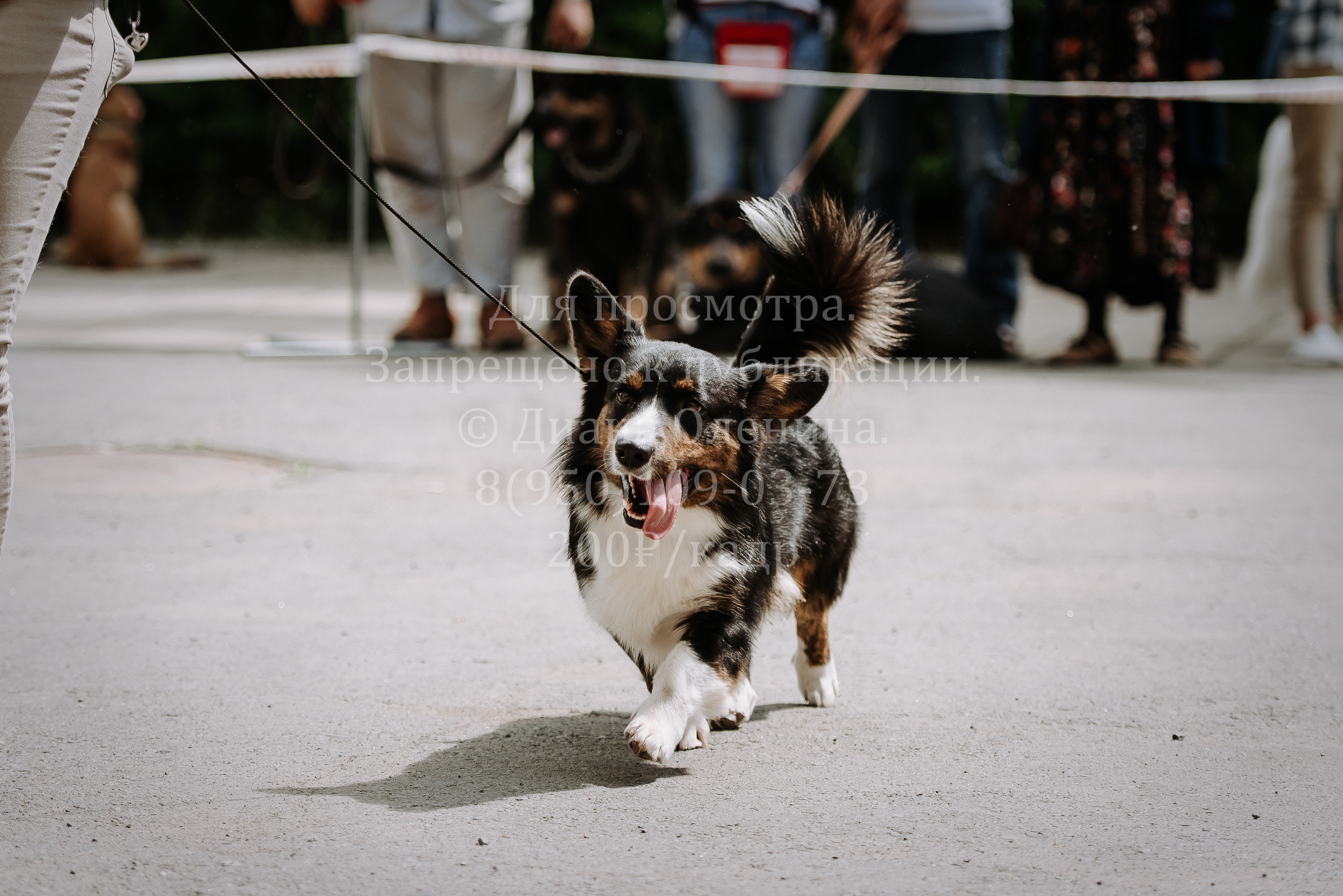 25 июня 2022 г. Братск БГОО КЛС Континенталь. Выставка собак. Фотограф Диана Оленина Красноярск / Братск