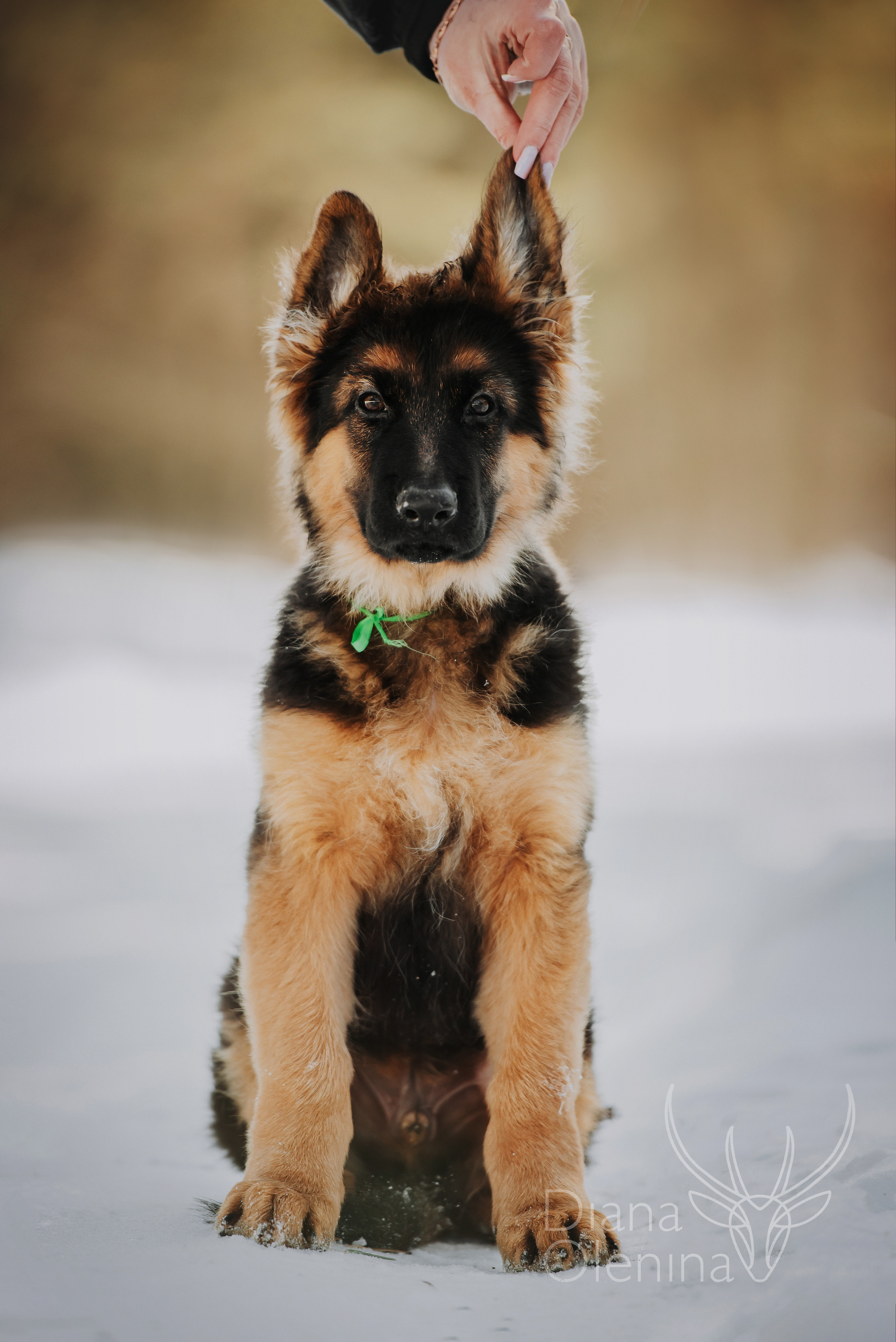 Немецкие овчарки. Фотограф Диана Оленина Красноярск / Братск