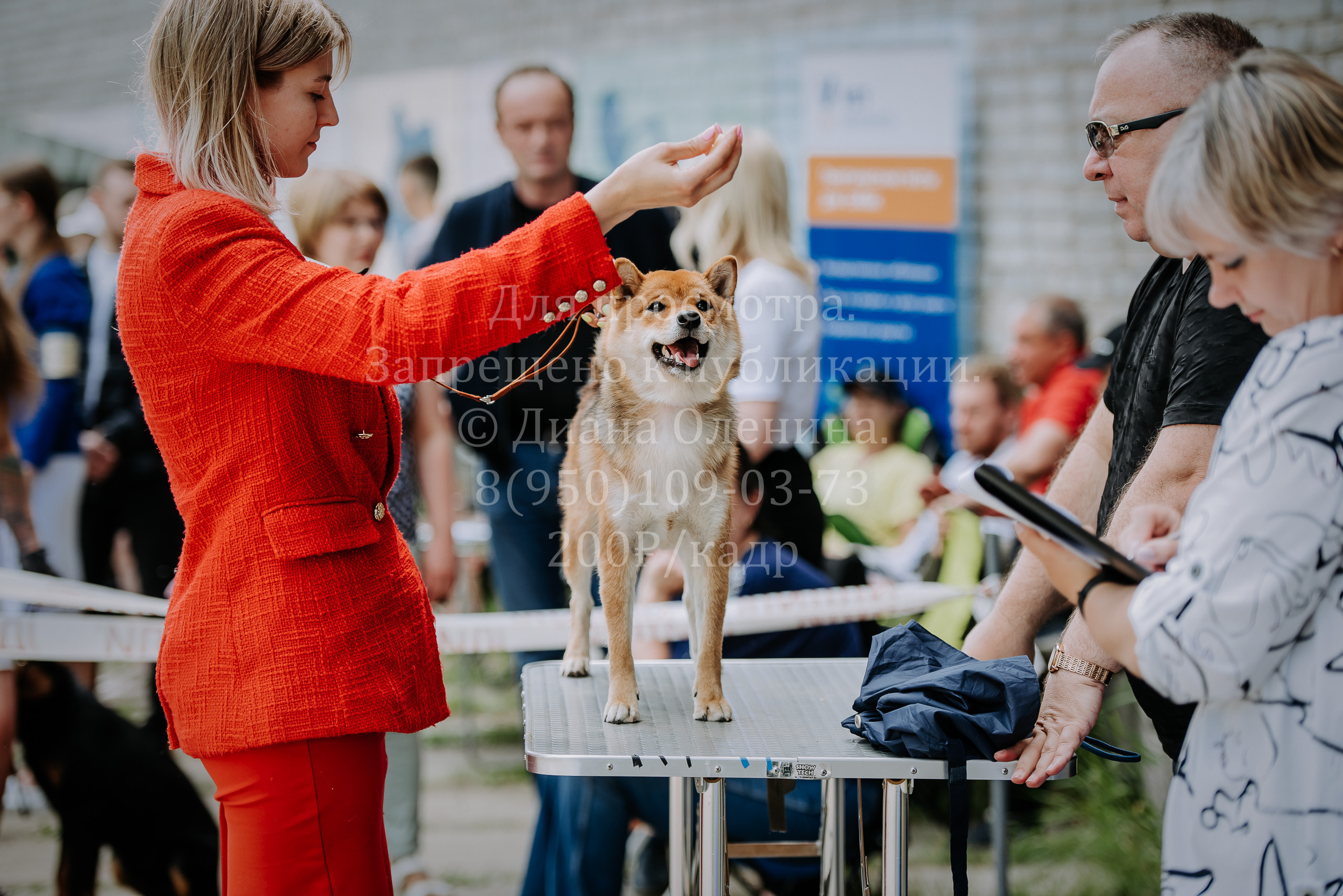 25 июня 2022 г. Братск БГОО КЛС Континенталь. Выставка собак. Фотограф Диана Оленина Красноярск / Братск