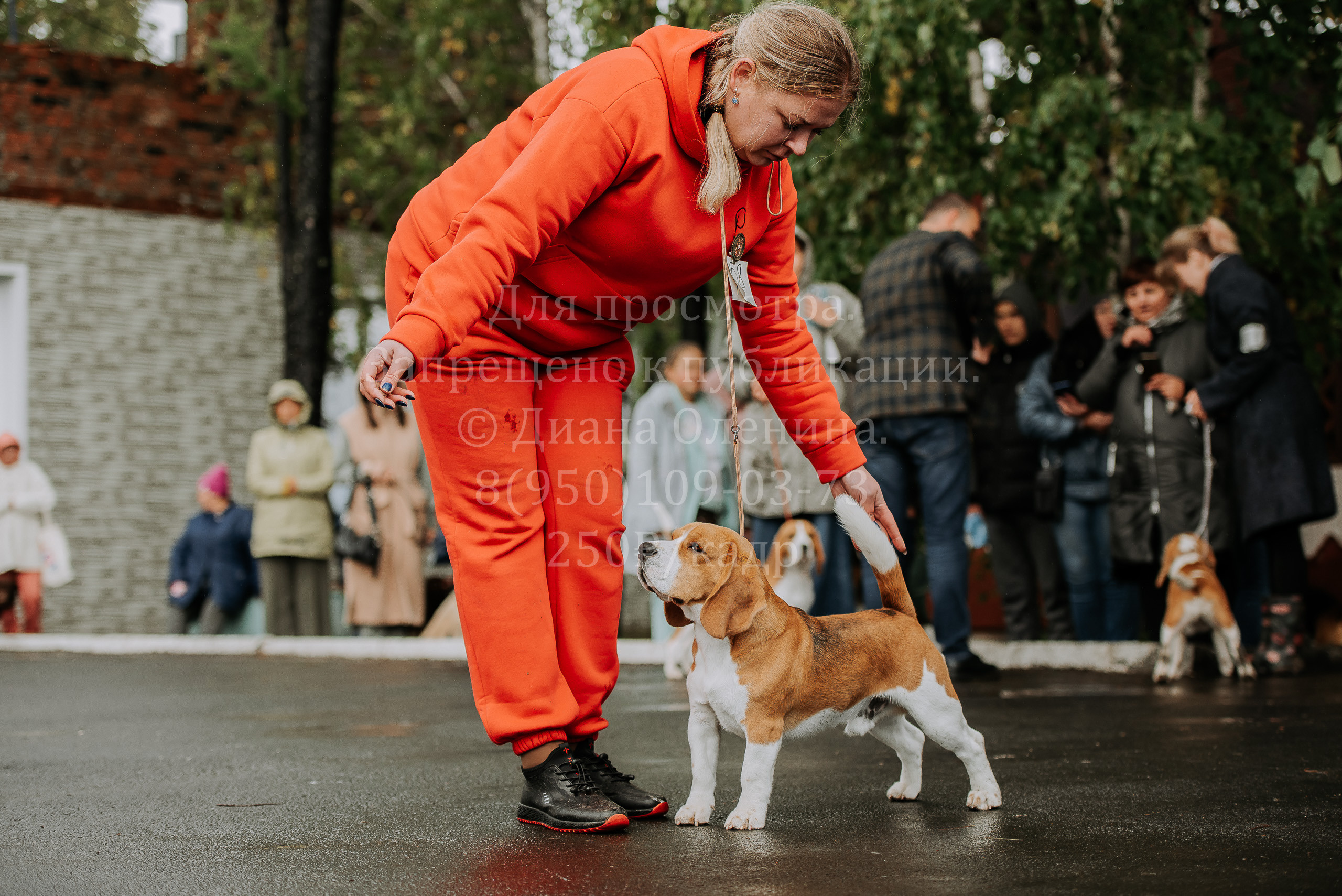 Выставка собак Братск 3 сентября 2022 Фаворит. Фотограф Диана Оленина Красноярск / Братск