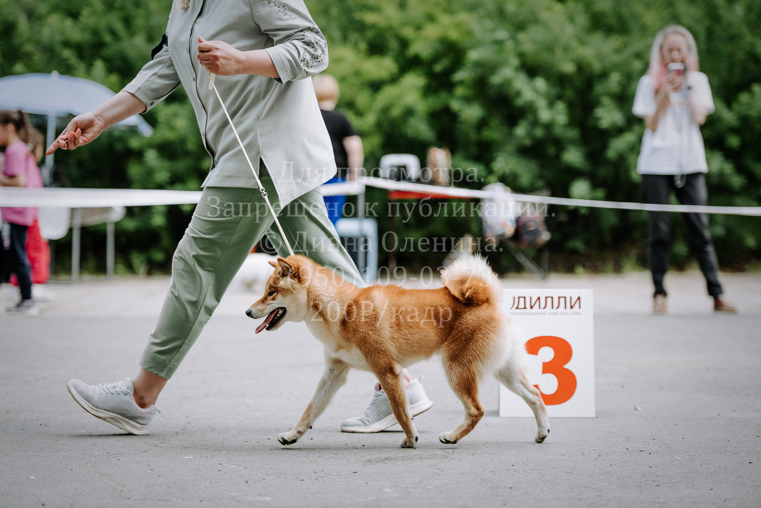 25 июня 2022 г. Братск БГОО КЛС Континенталь. Выставка собак. Фотограф Диана Оленина Красноярск / Братск