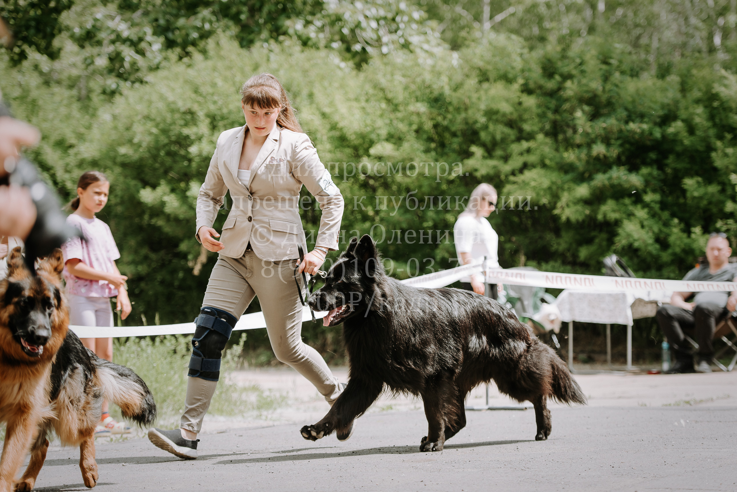 25 июня 2022 г. Братск БГОО КЛС Континенталь. Выставка собак. Фотограф Диана Оленина Красноярск / Братск