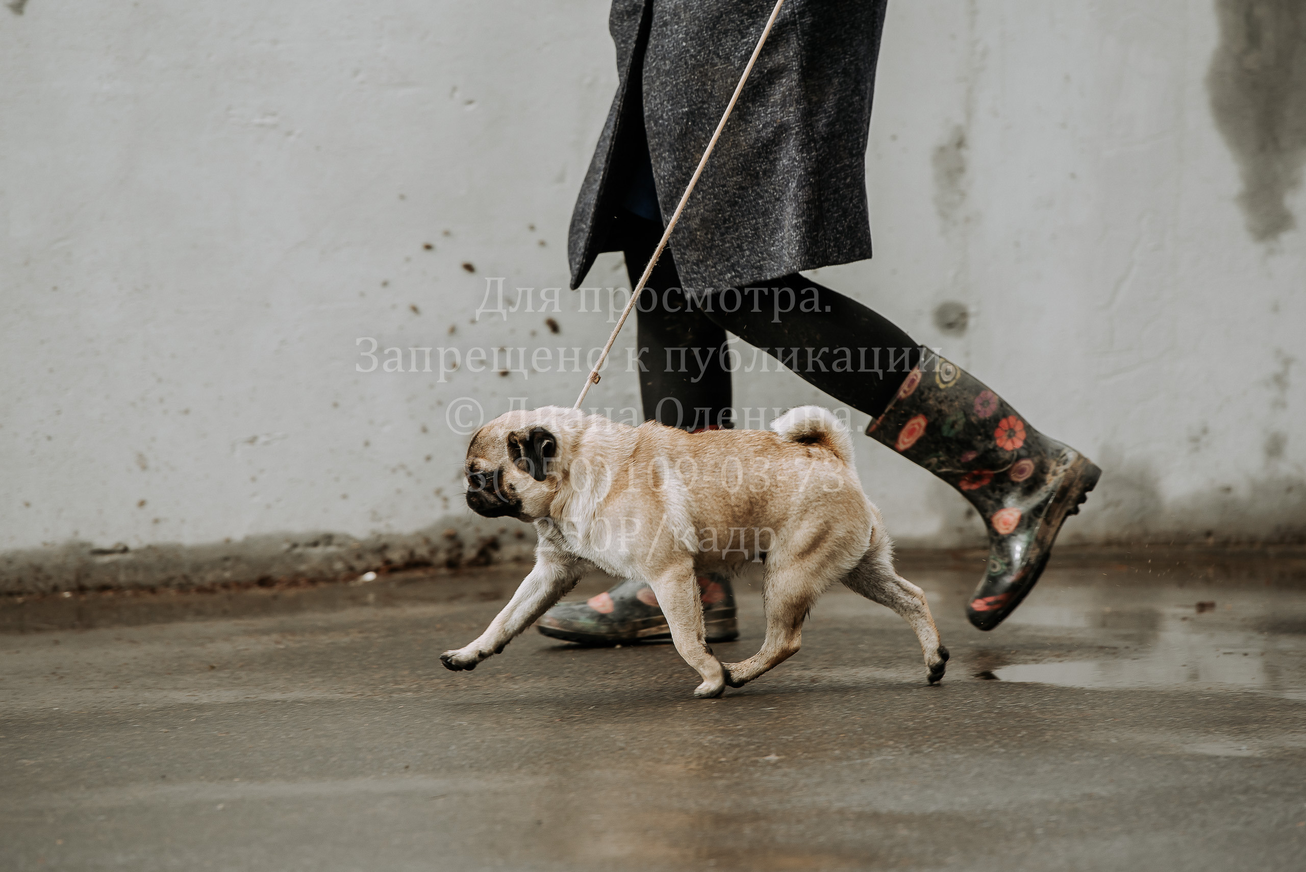 Выставка собак Братск 3 сентября 2022 Фаворит. Фотограф Диана Оленина Красноярск / Братск