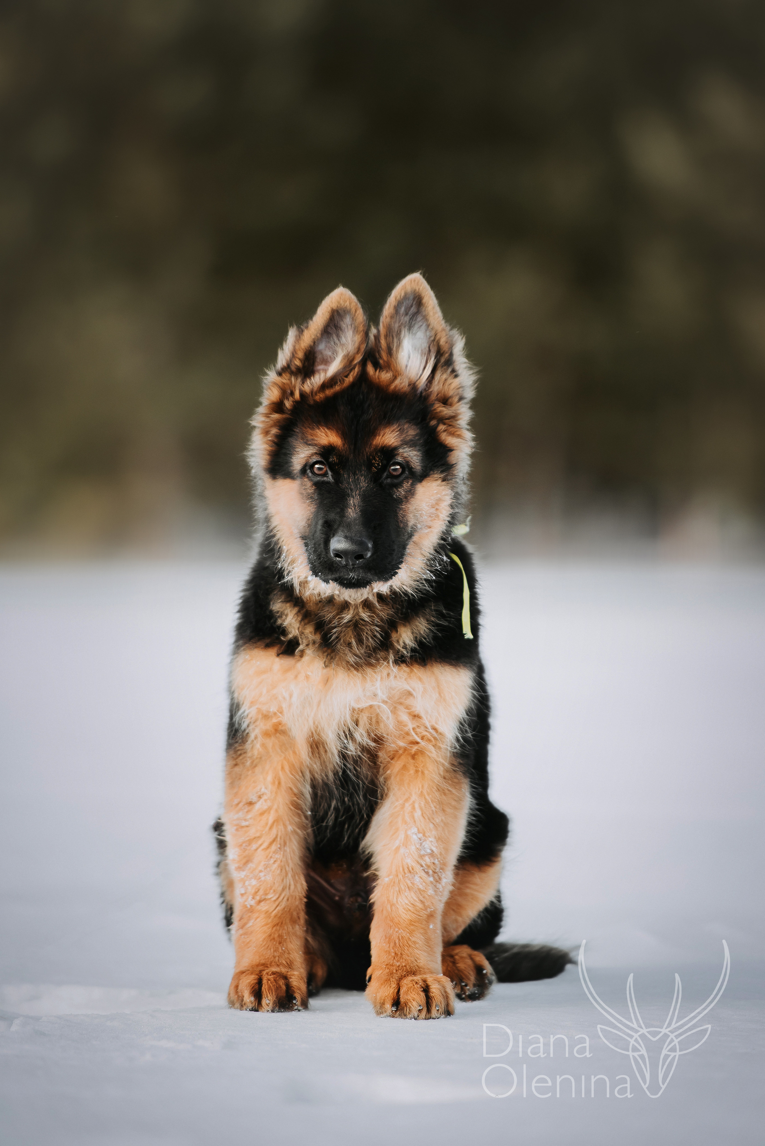 Немецкие овчарки. Фотограф Диана Оленина Красноярск / Братск