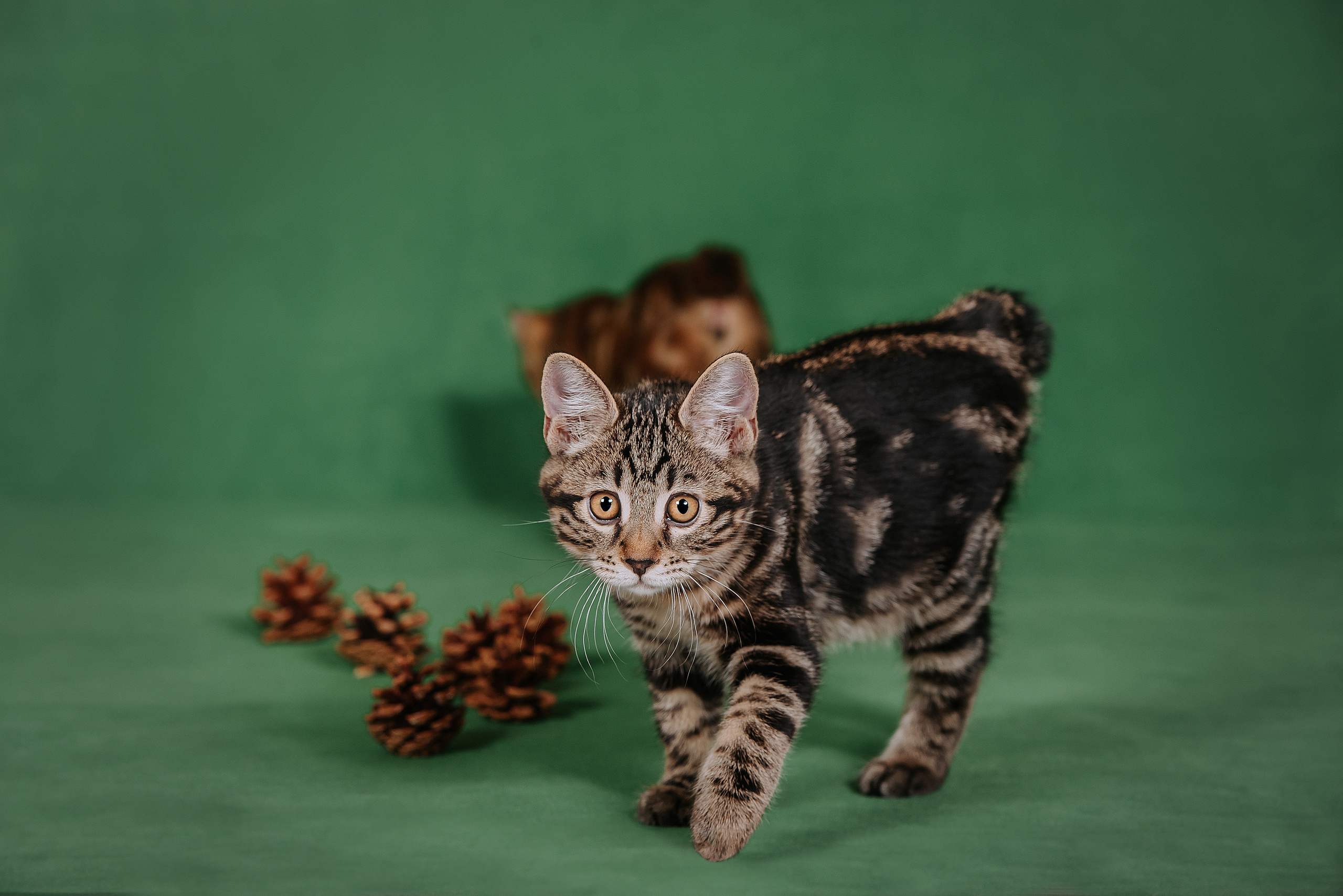 Курильский бобтейл. Фотограф Диана Оленина Красноярск / Братск