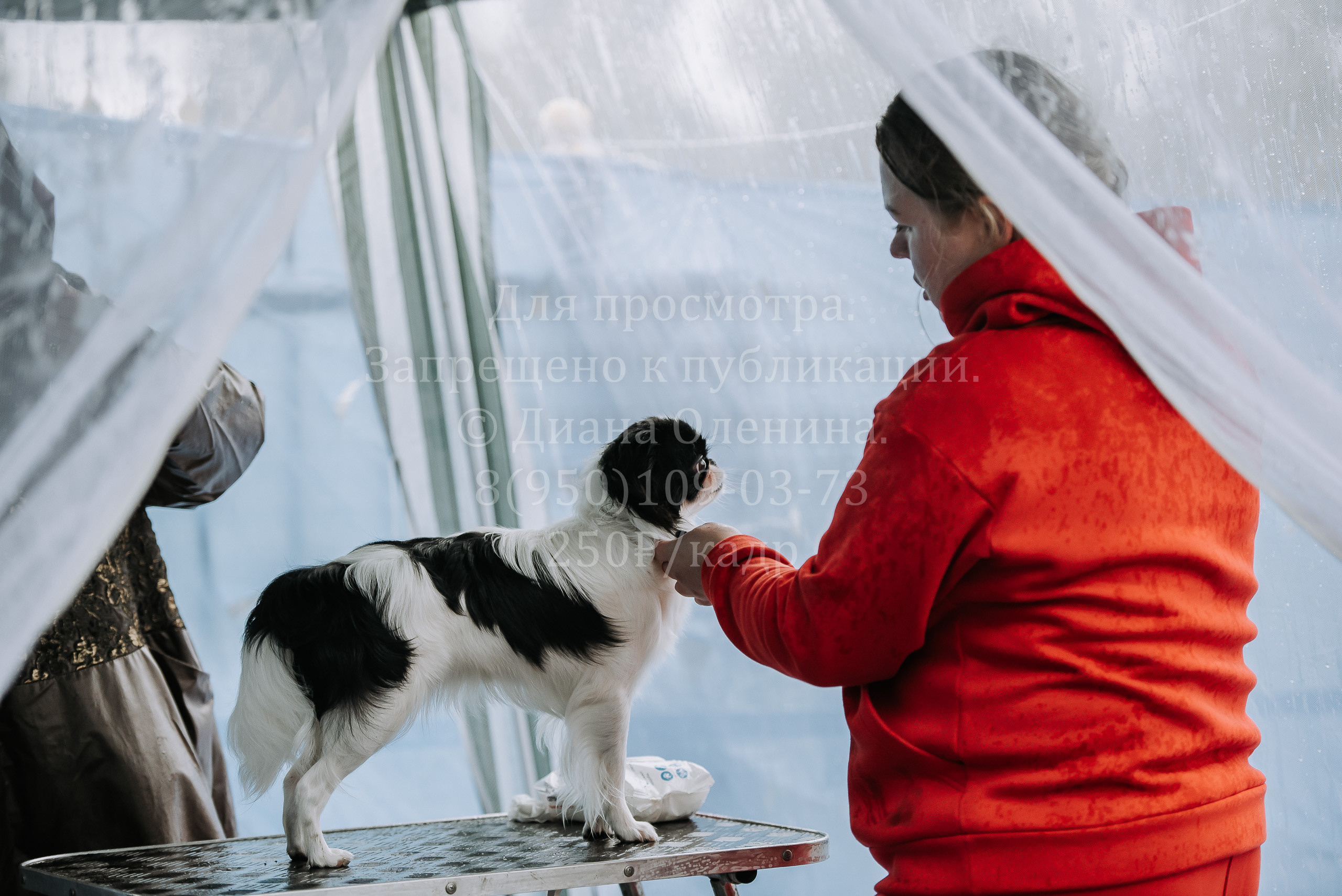 Выставка собак Братск 3 сентября 2022 Фаворит. Фотограф Диана Оленина Красноярск / Братск