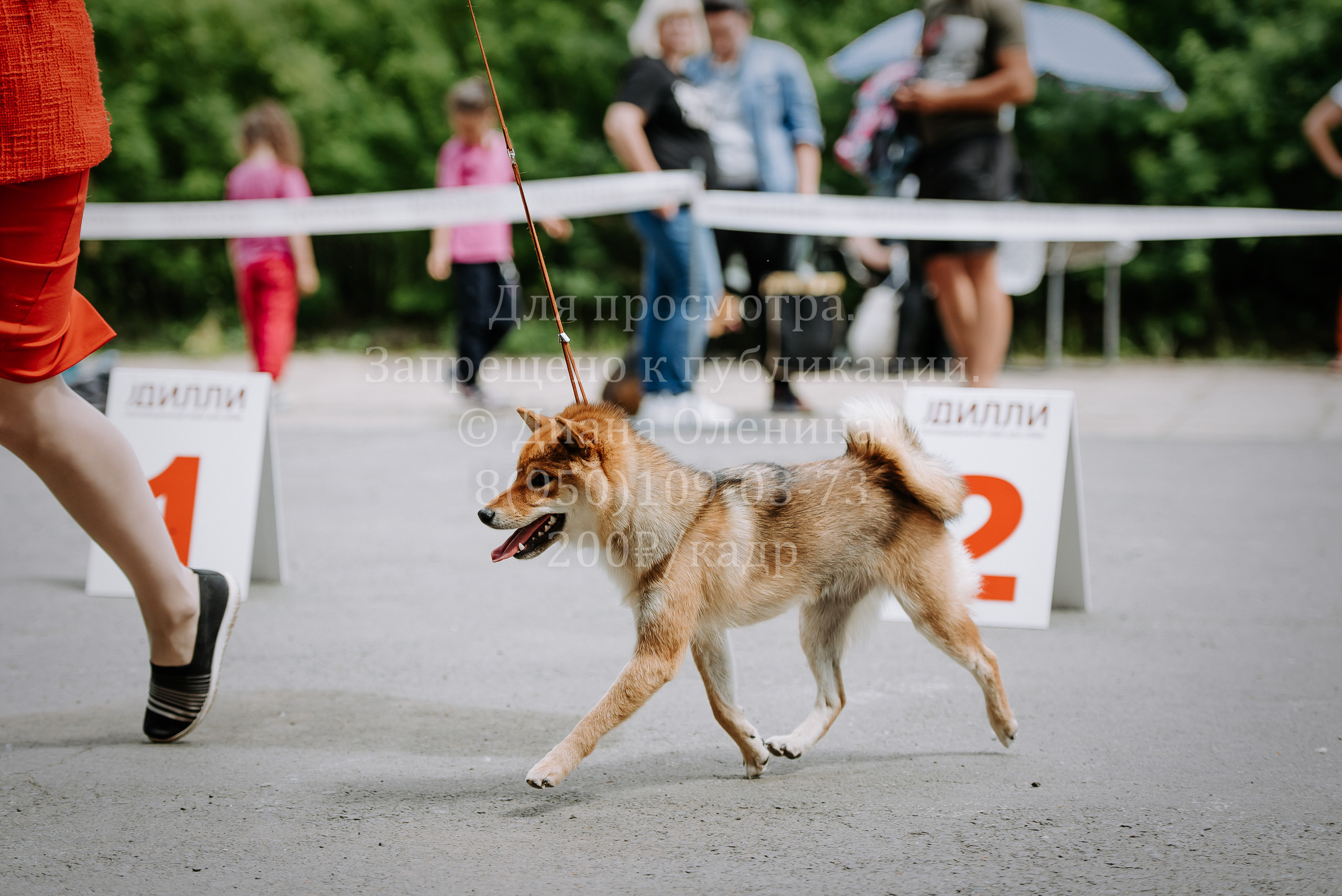 25 июня 2022 г. Братск БГОО КЛС Континенталь. Выставка собак. Фотограф Диана Оленина Красноярск / Братск