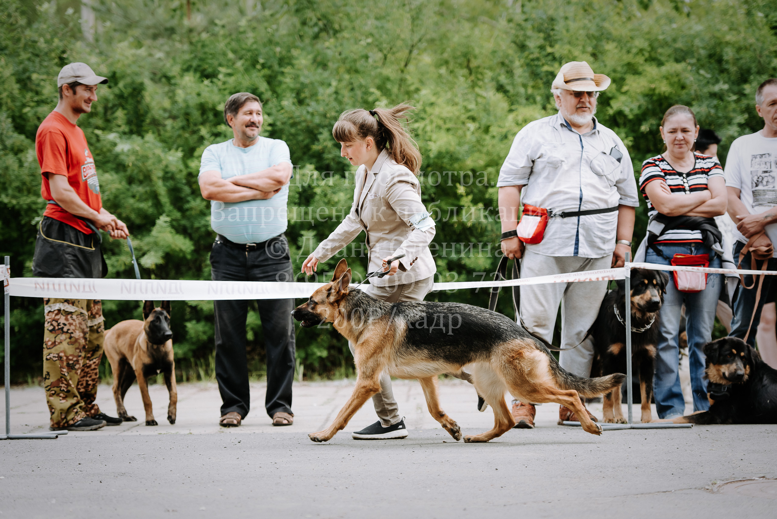 25 июня 2022 г. Братск БГОО КЛС Континенталь. Выставка собак. Фотограф Диана Оленина Красноярск / Братск
