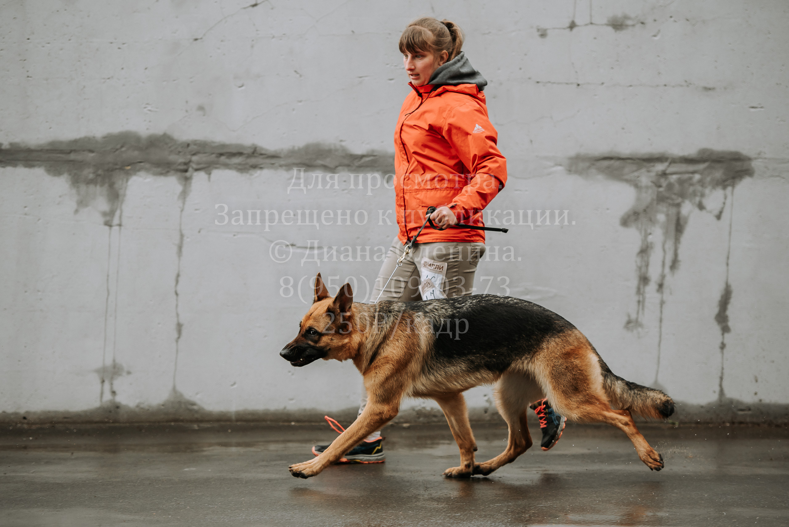 Выставка собак Братск 3 сентября 2022 Фаворит. Фотограф Диана Оленина Красноярск / Братск