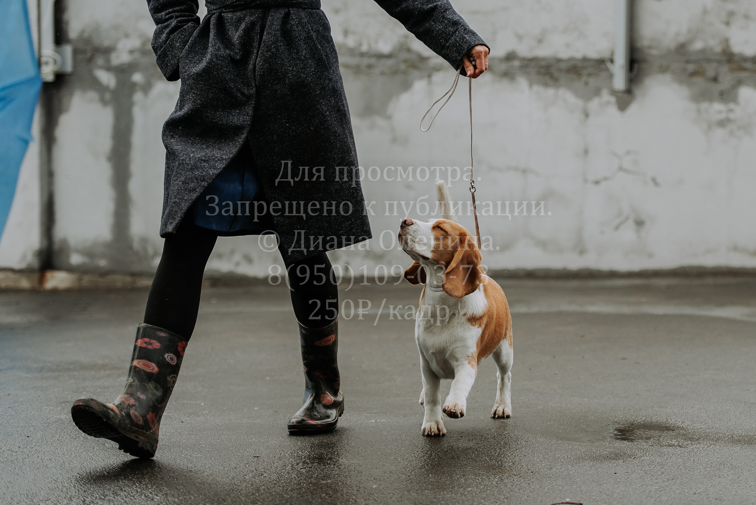 Выставка собак Братск 3 сентября 2022 Фаворит. Фотограф Диана Оленина Красноярск / Братск