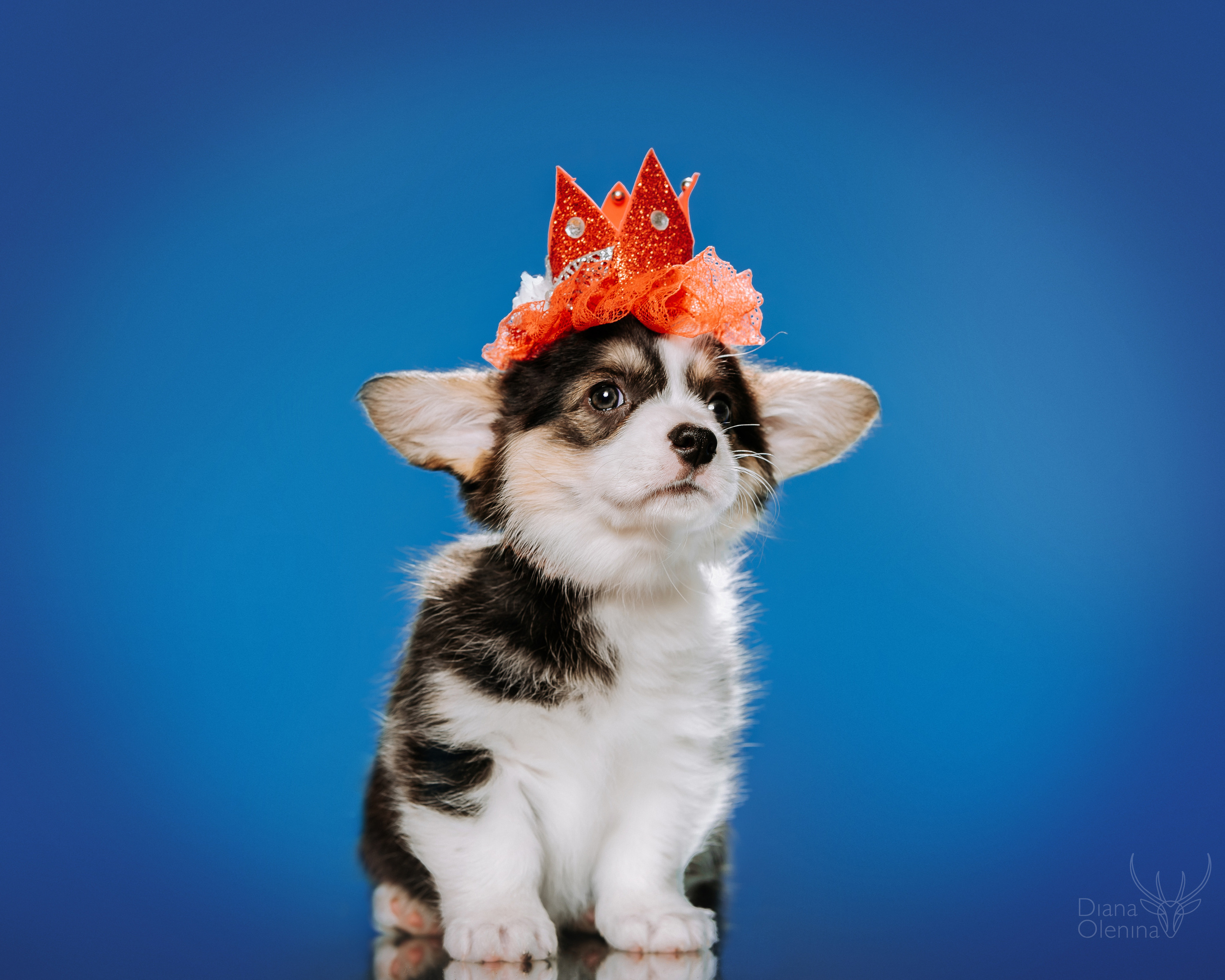 Фотосессия щенков Вельш Корги Пемброк. Съемка помета. Фотосъемка. Фотограф Диана Оленина Красноярск / Братск