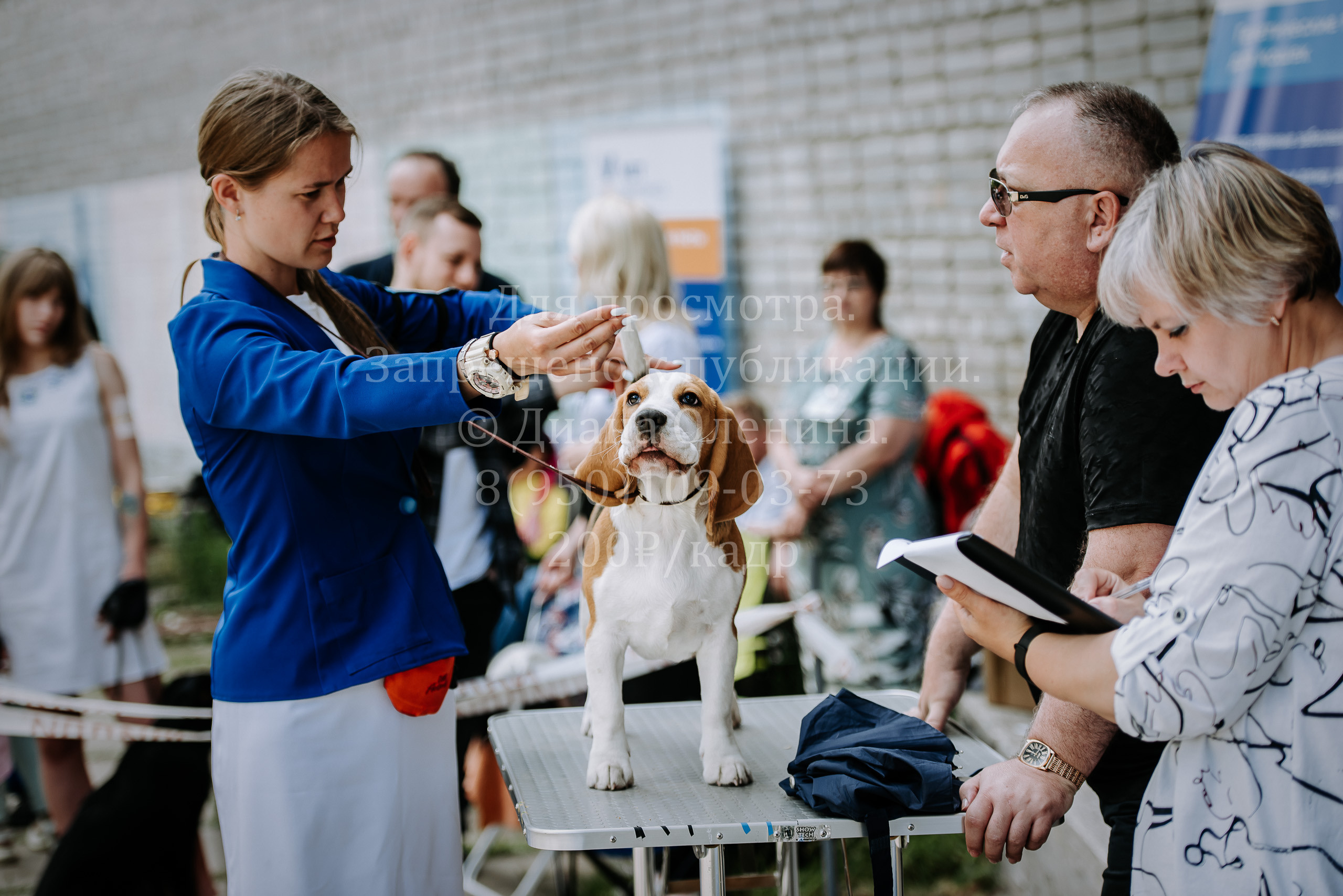 25 июня 2022 г. Братск БГОО КЛС Континенталь. Выставка собак. Фотограф Диана Оленина Красноярск / Братск