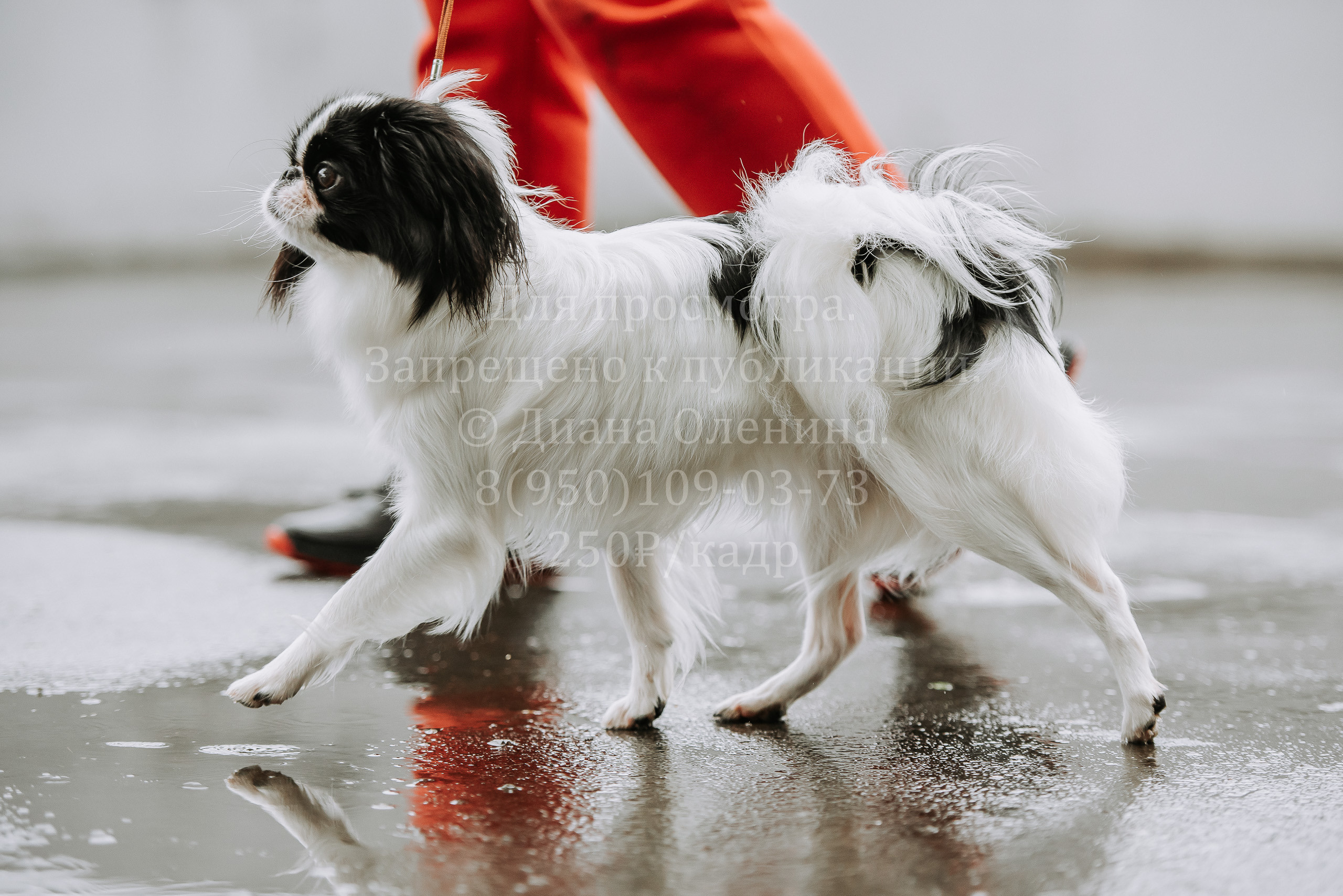 Выставка собак Братск 3 сентября 2022 Фаворит. Фотограф Диана Оленина Красноярск / Братск