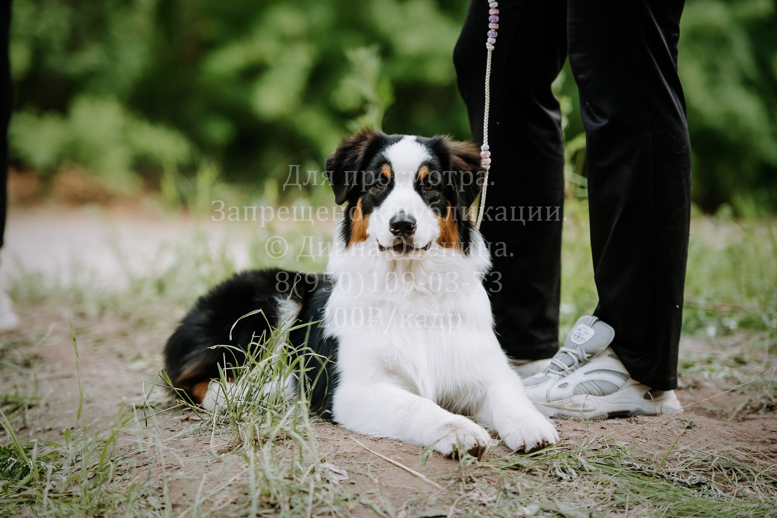 25 июня 2022 г. Братск БГОО КЛС Континенталь. Выставка собак. Фотограф Диана Оленина Красноярск / Братск