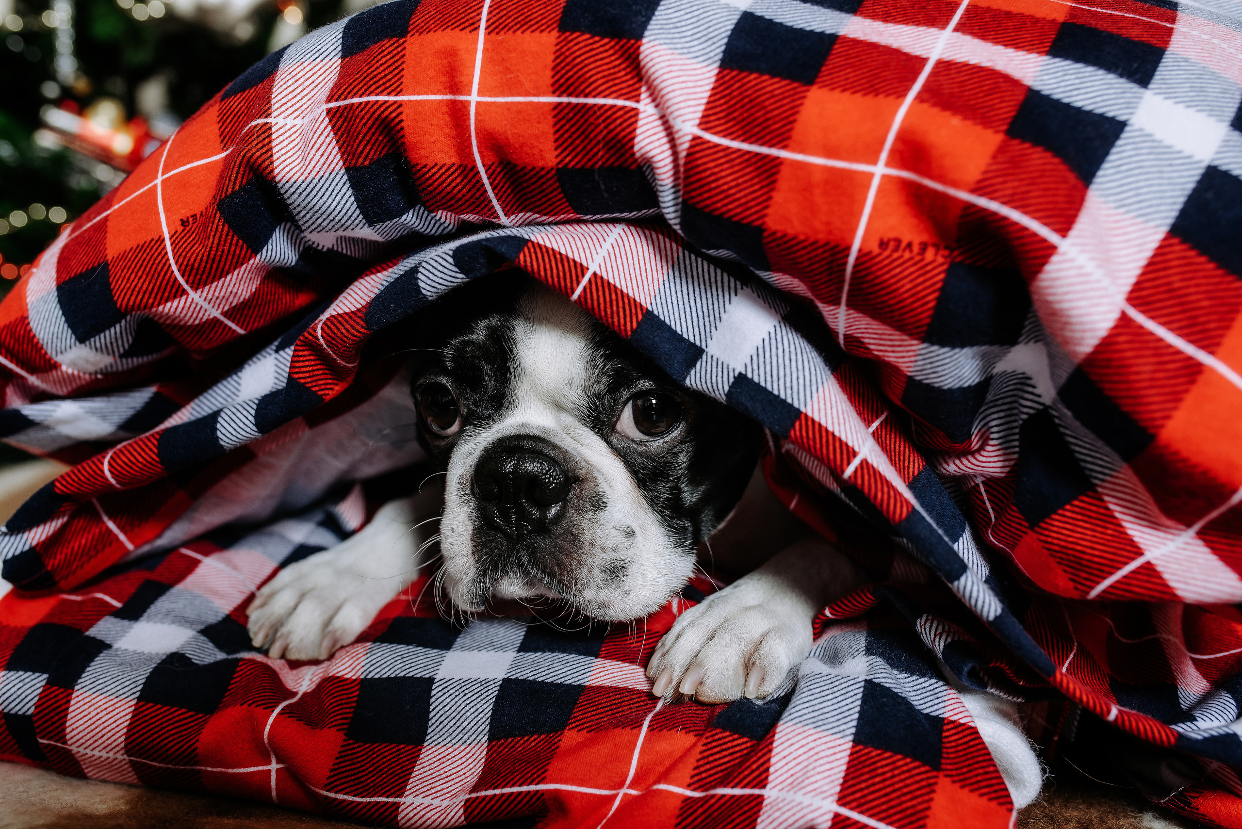 Марина&Егор и Турик. Фотограф Диана Оленина Красноярск / Братск